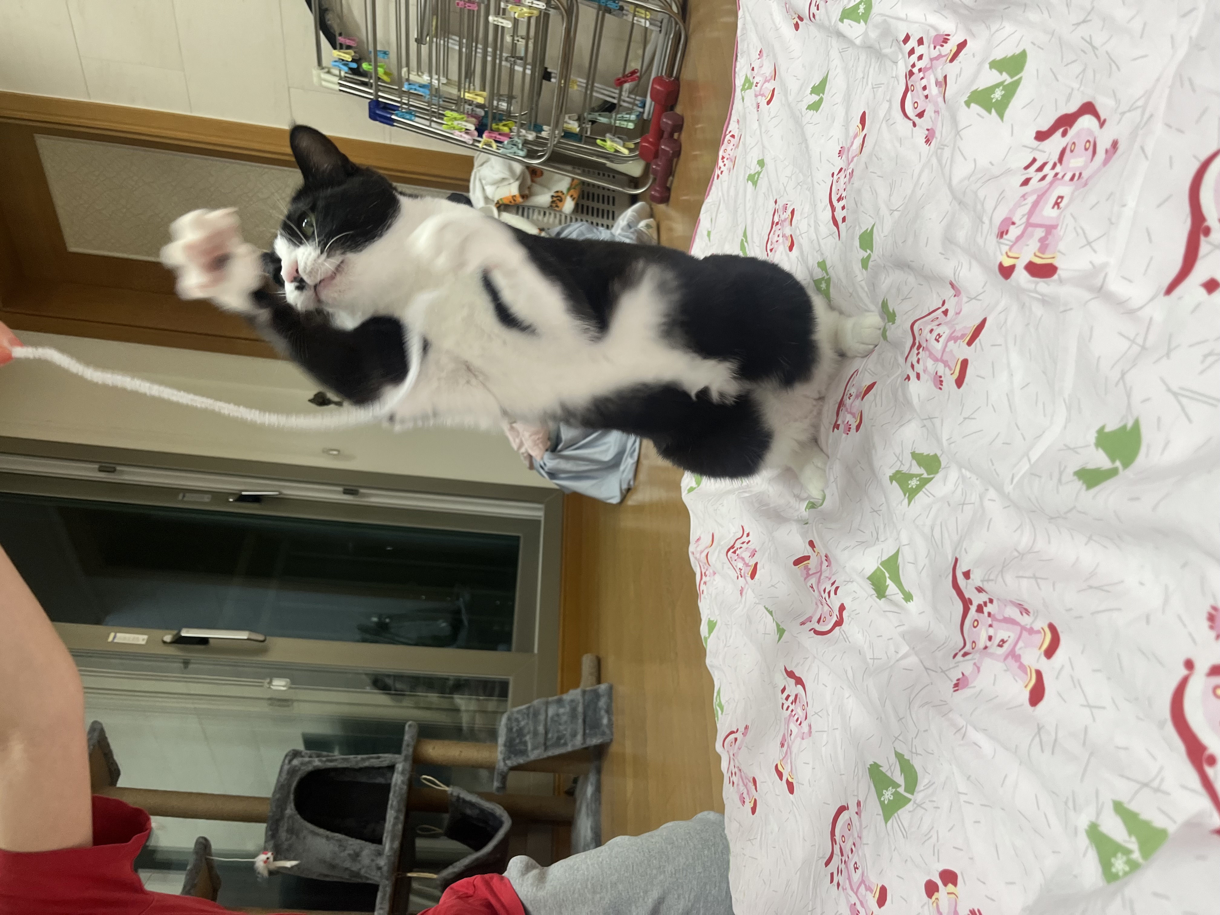 어겐이&바든이 입양 일주일차 후기🐾