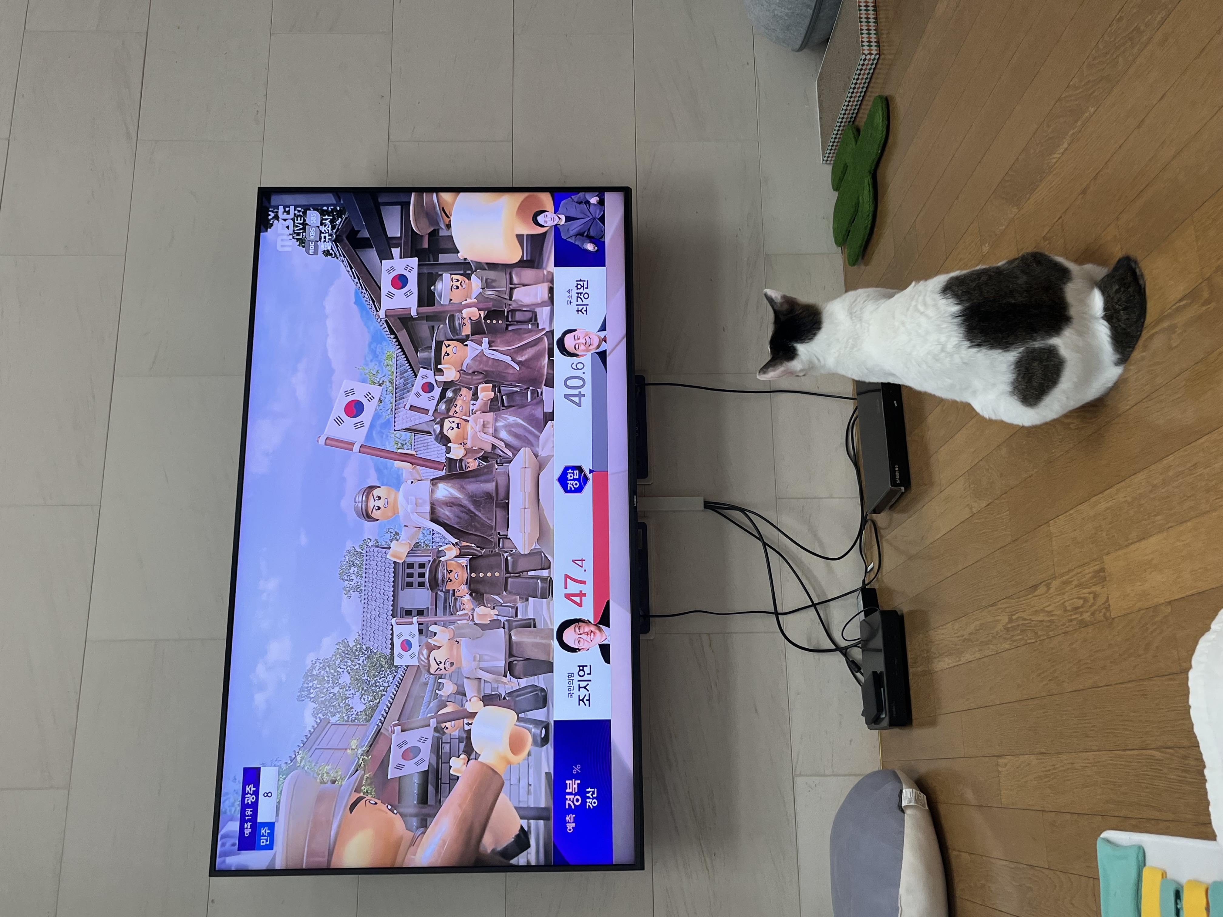 어겐이&바든이 입양 일주일차 후기🐾