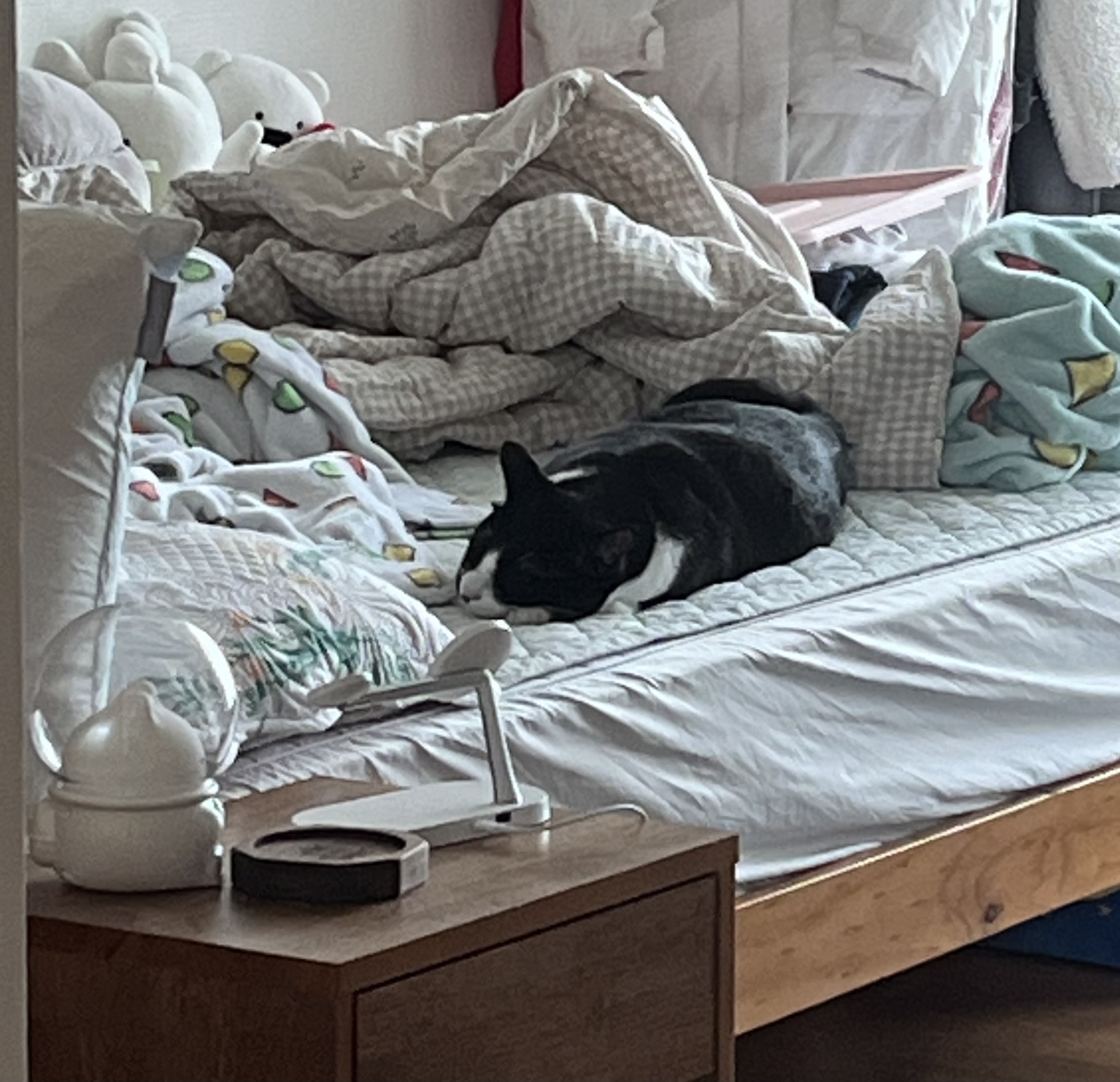 어겐이&바든이 입양 일주일차 후기🐾