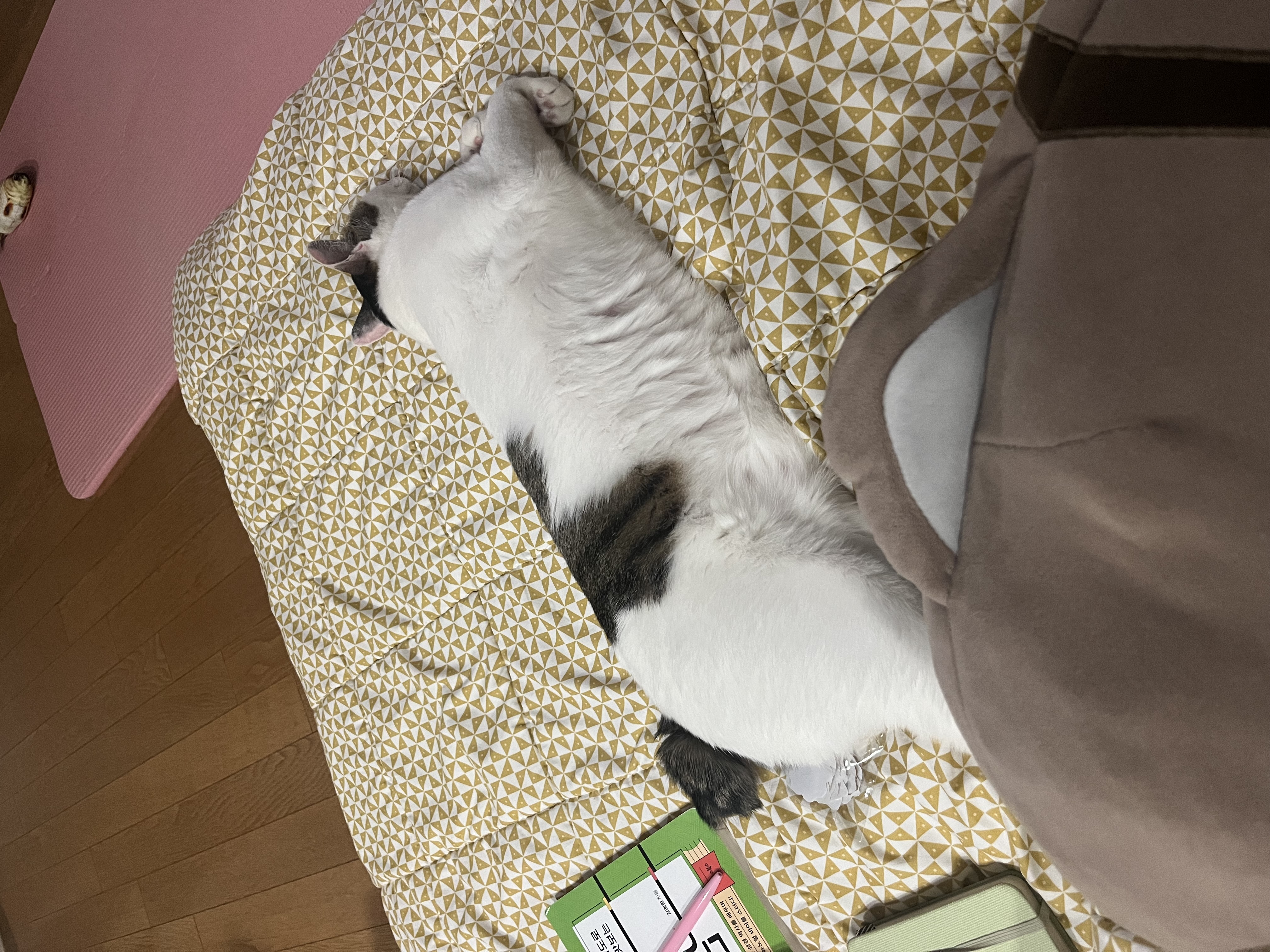 어겐이&바든이 입양 일주일차 후기🐾