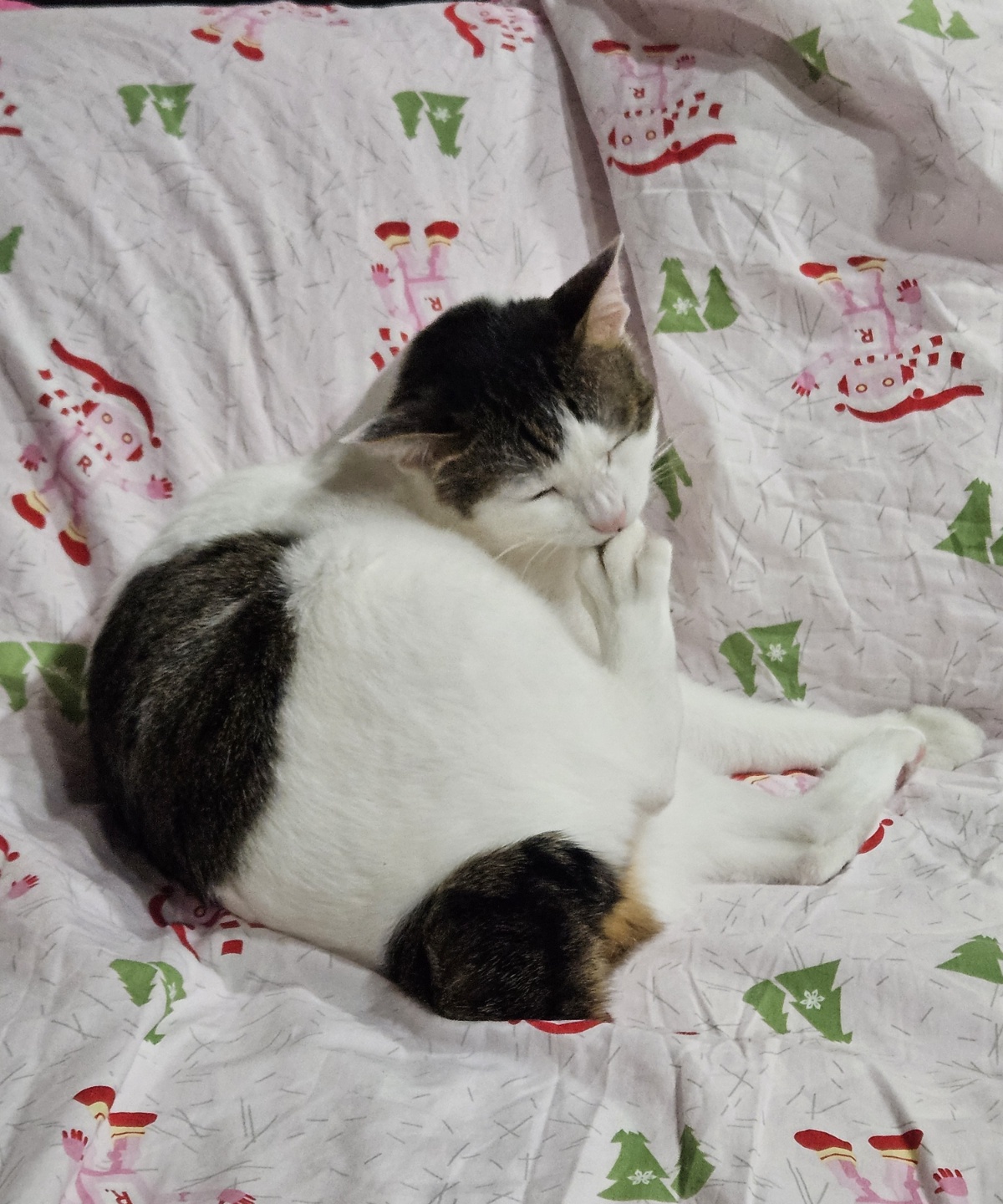 어겐이&바든이 입양 일주일차 후기🐾