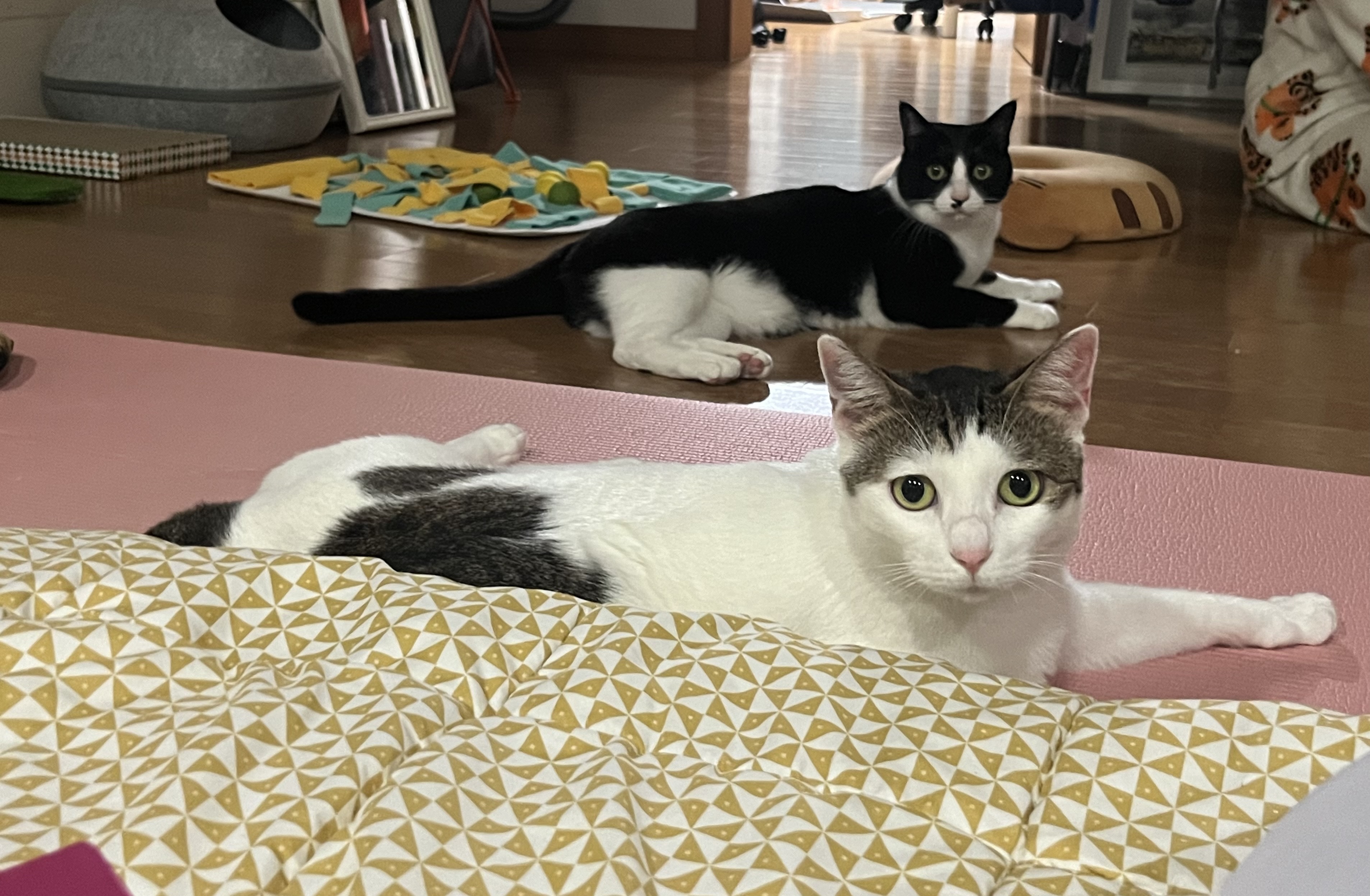 어겐이&바든이 입양 일주일차 후기🐾