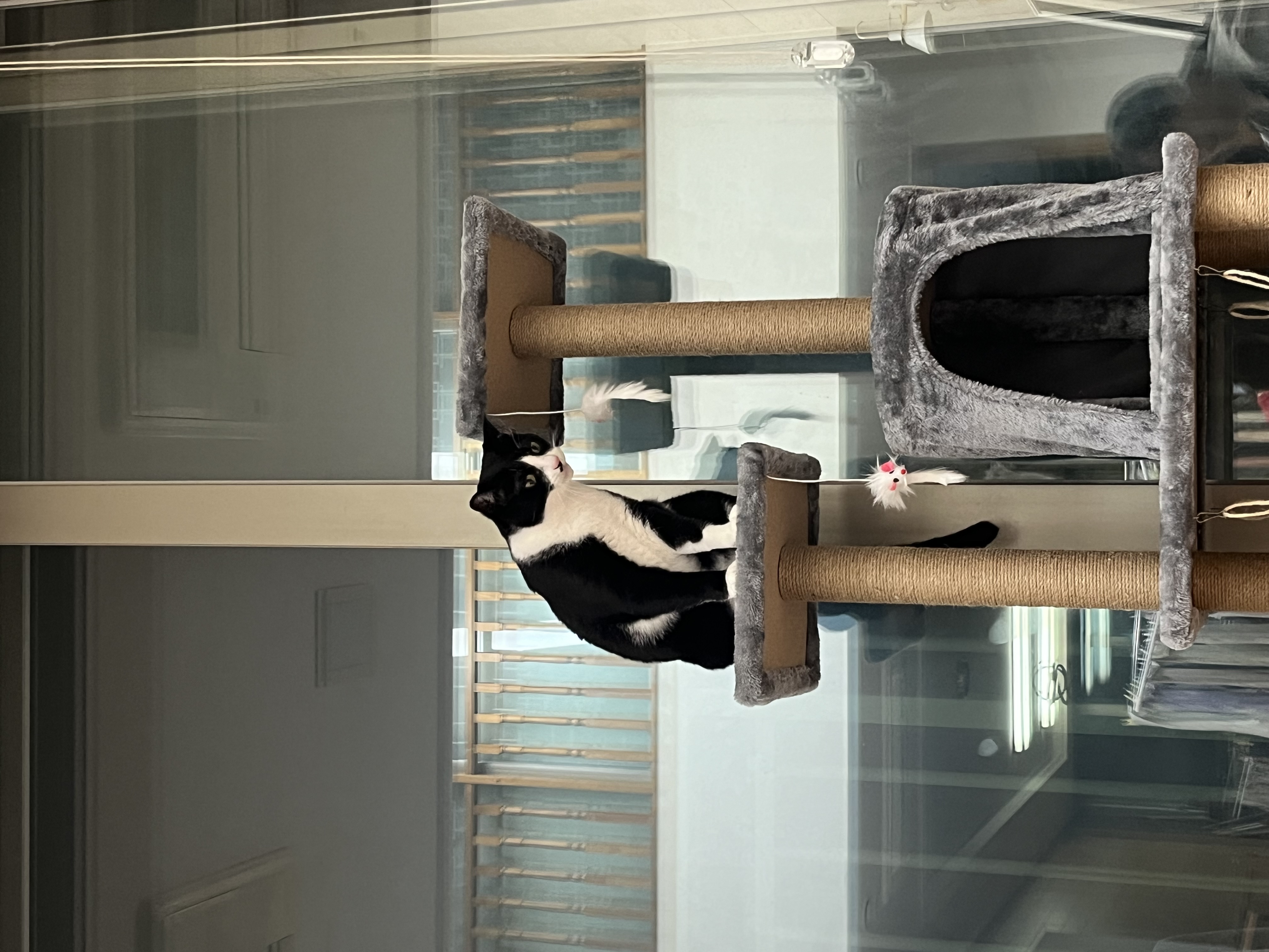 어겐이&바든이 입양 일주일차 후기🐾