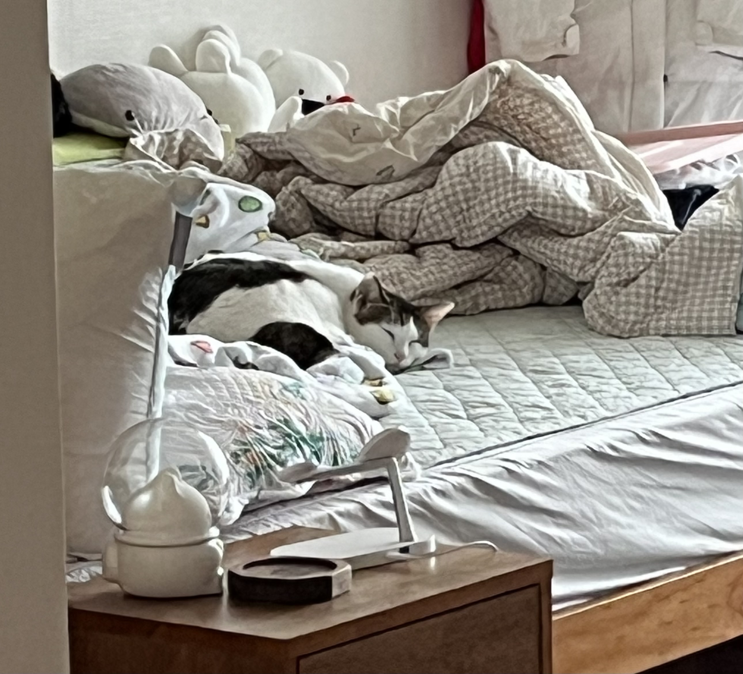 어겐이&바든이 입양 일주일차 후기🐾