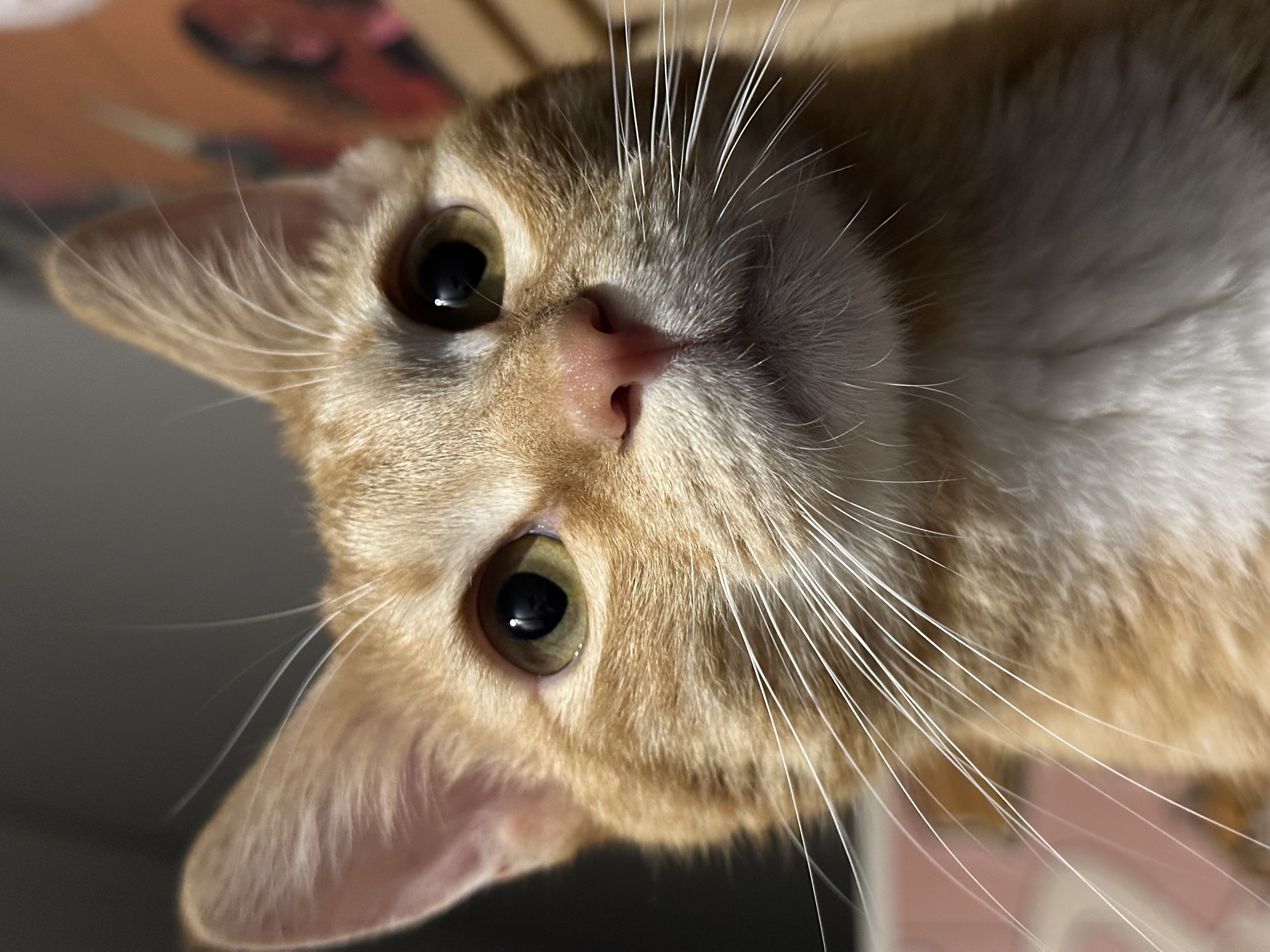 단이(단단이) 입양 한 달차 후기!