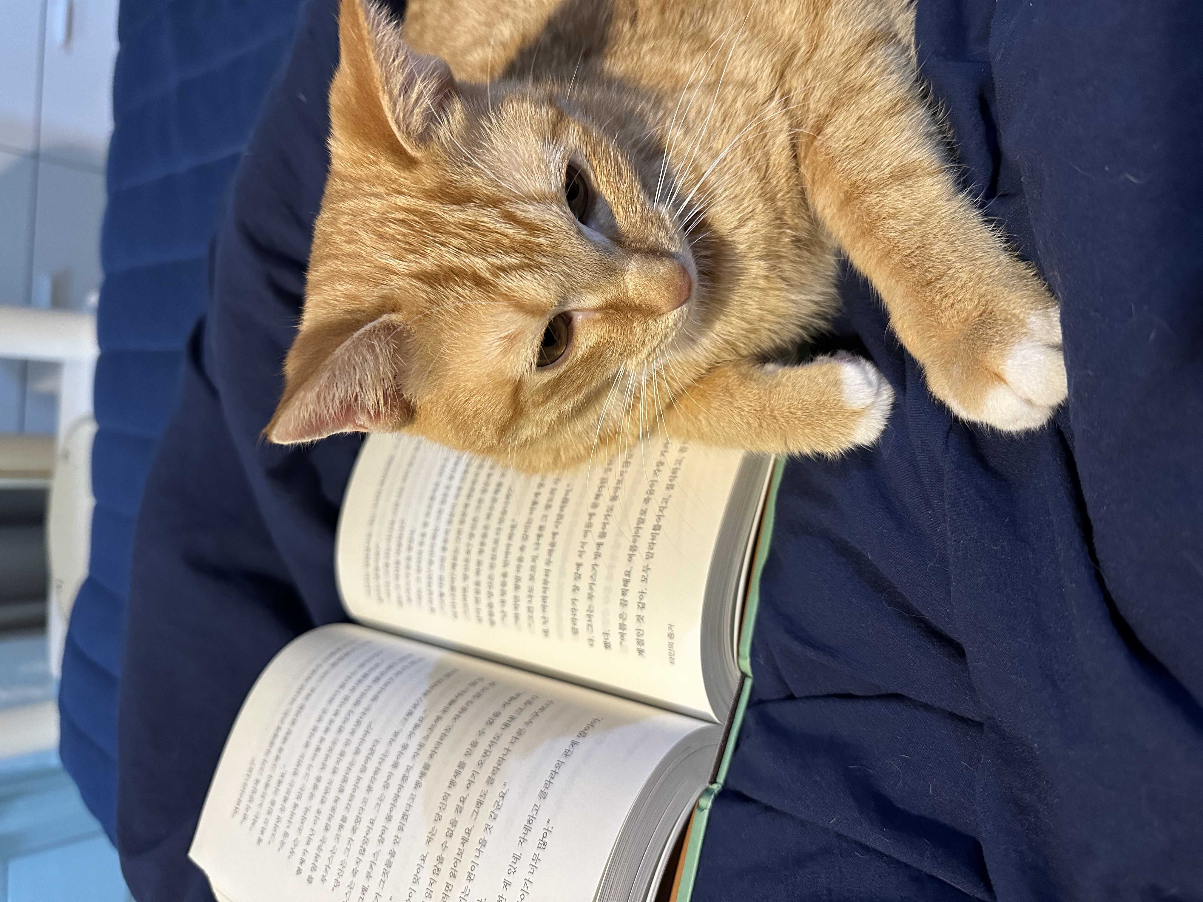 단이(단단이) 입양 한 달차 후기!