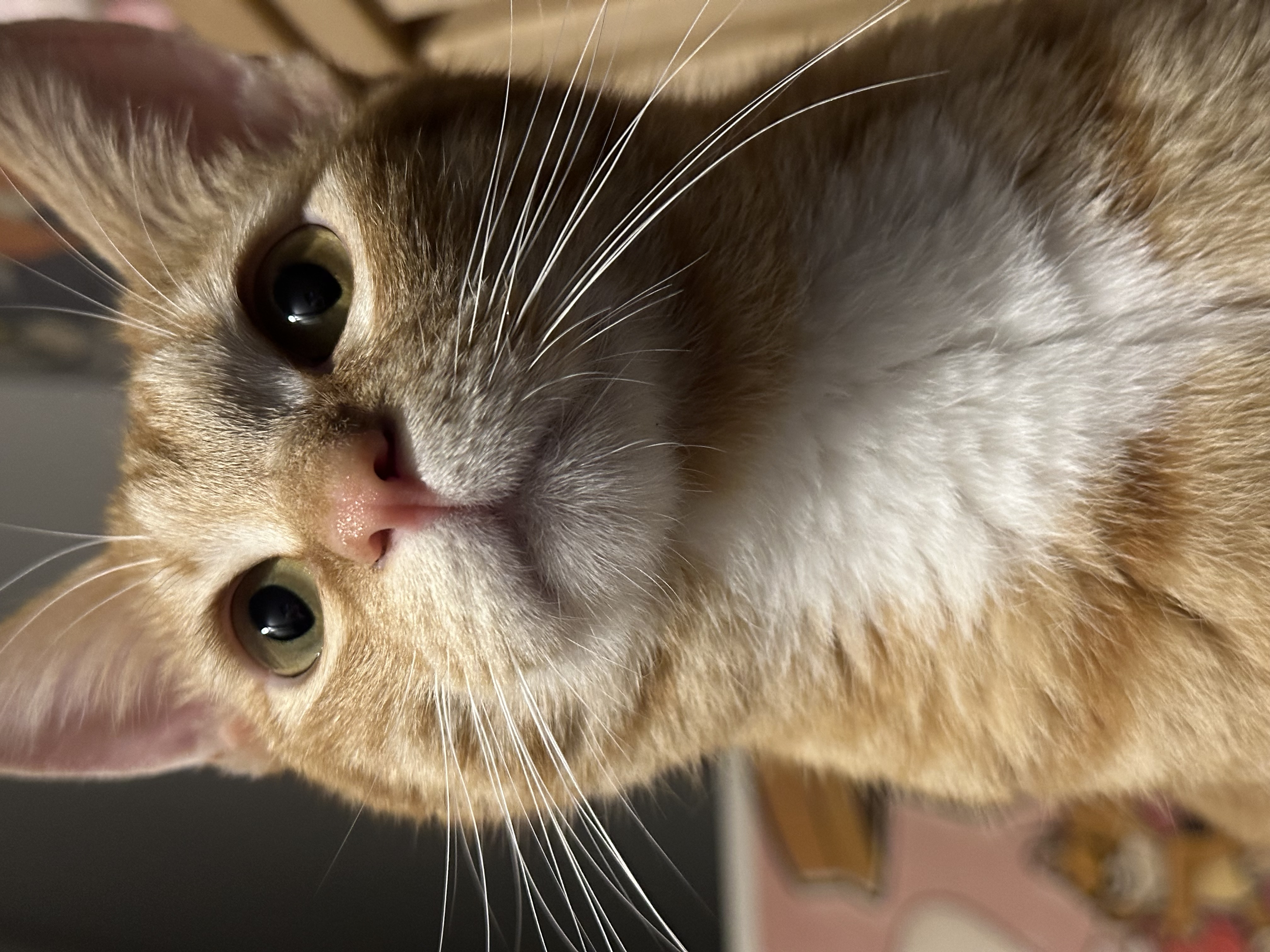 단이(단단이) 입양 한 달차 후기!