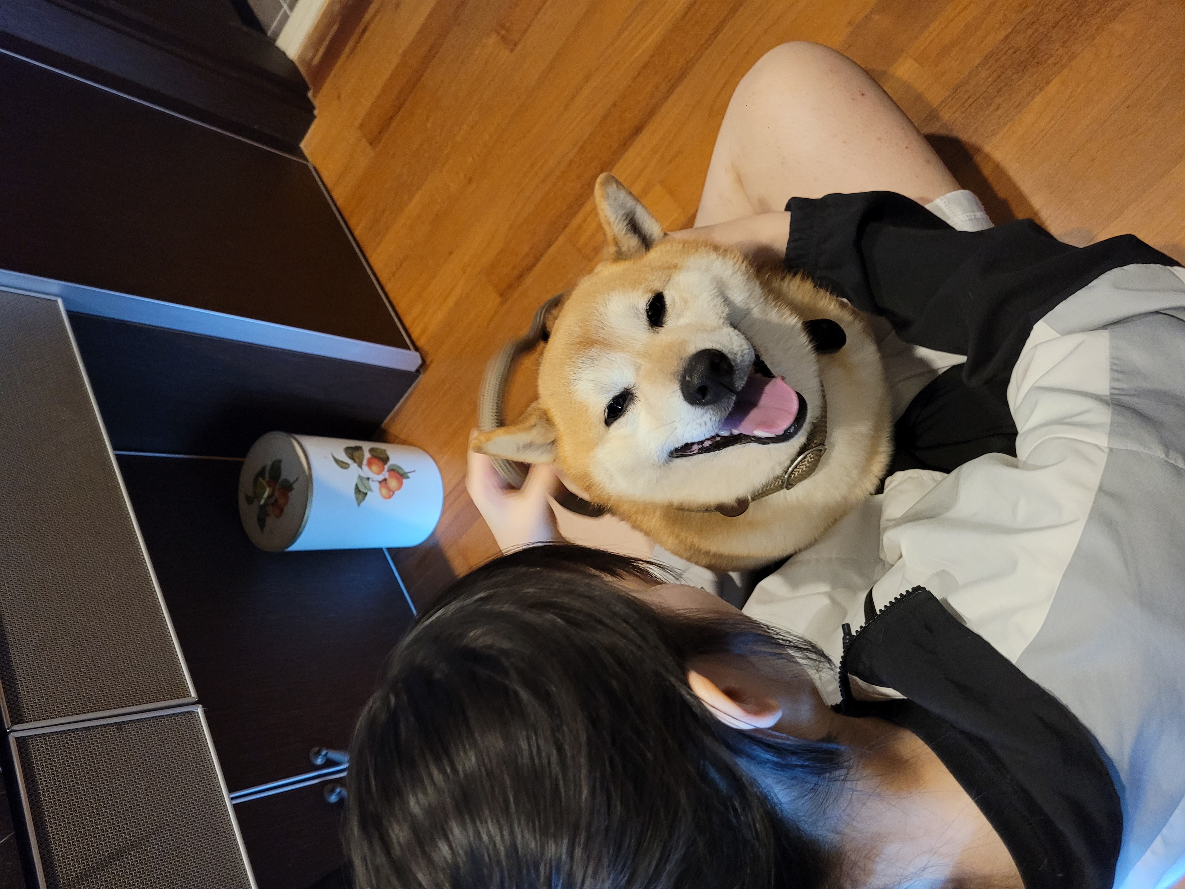 보령번식장 뚱이(뚱땅) 입양 일주일차 적응기