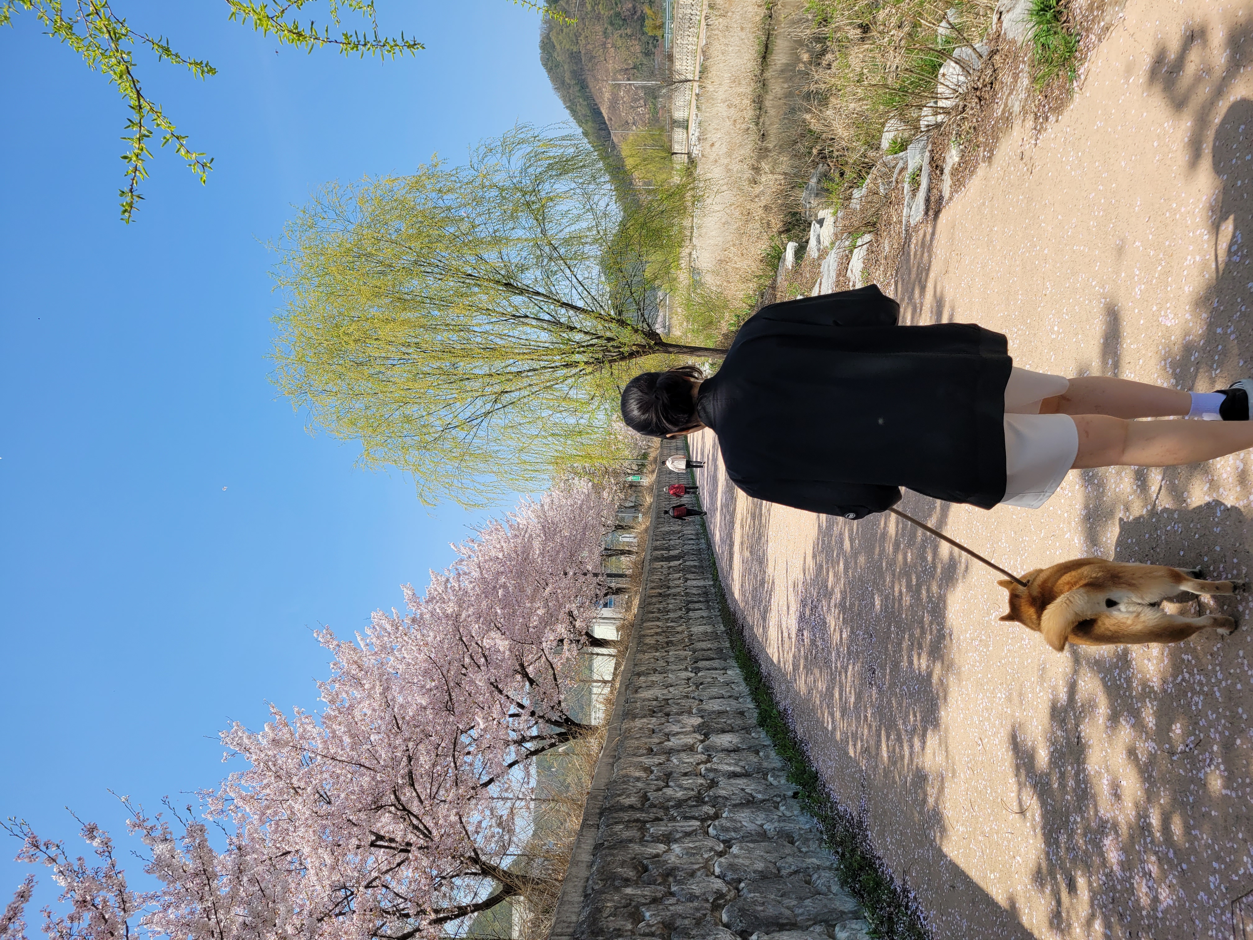 보령번식장 뚱이(뚱땅) 입양 일주일차 적응기