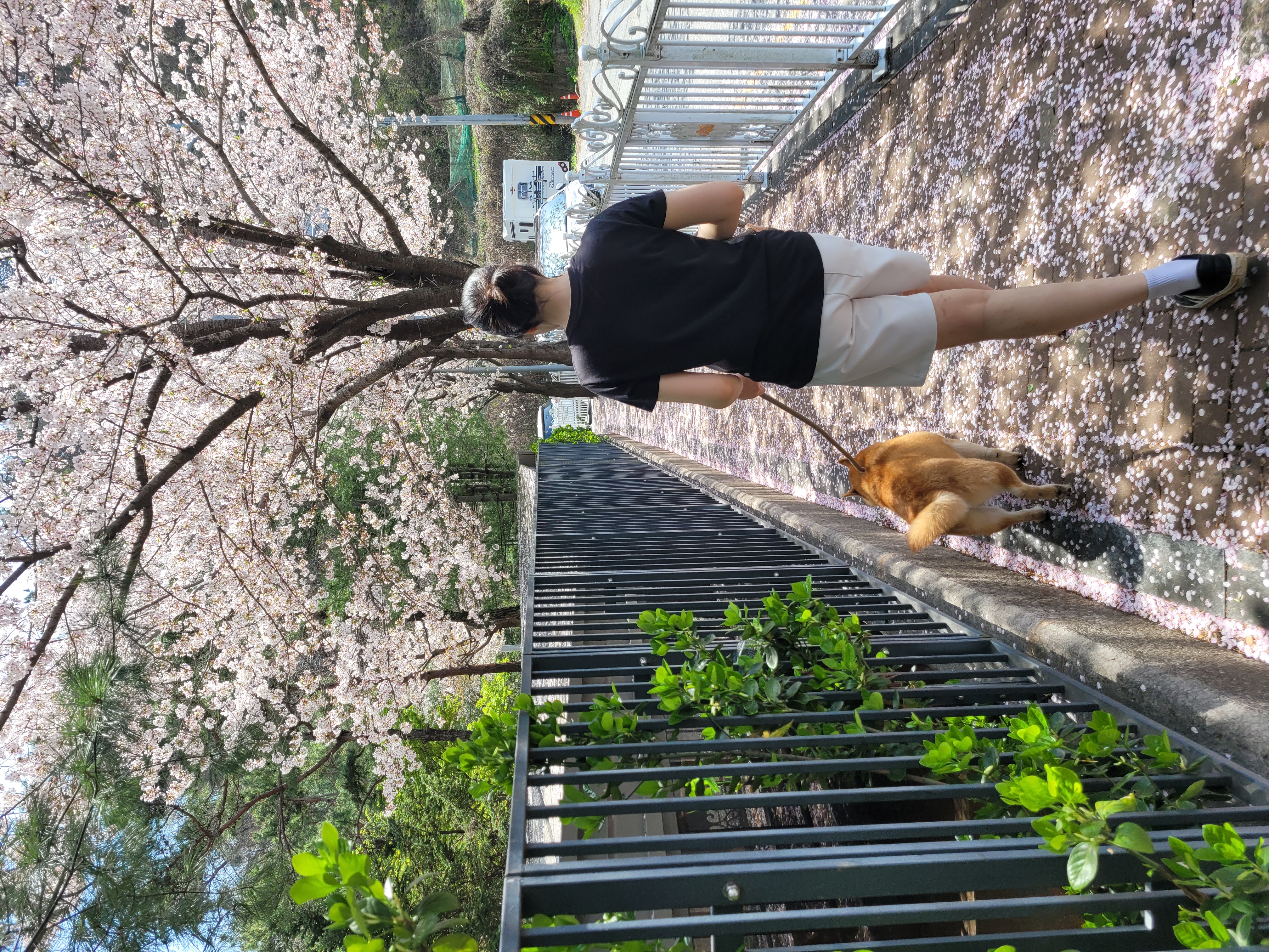 보령번식장 뚱이(뚱땅) 입양 일주일차 적응기