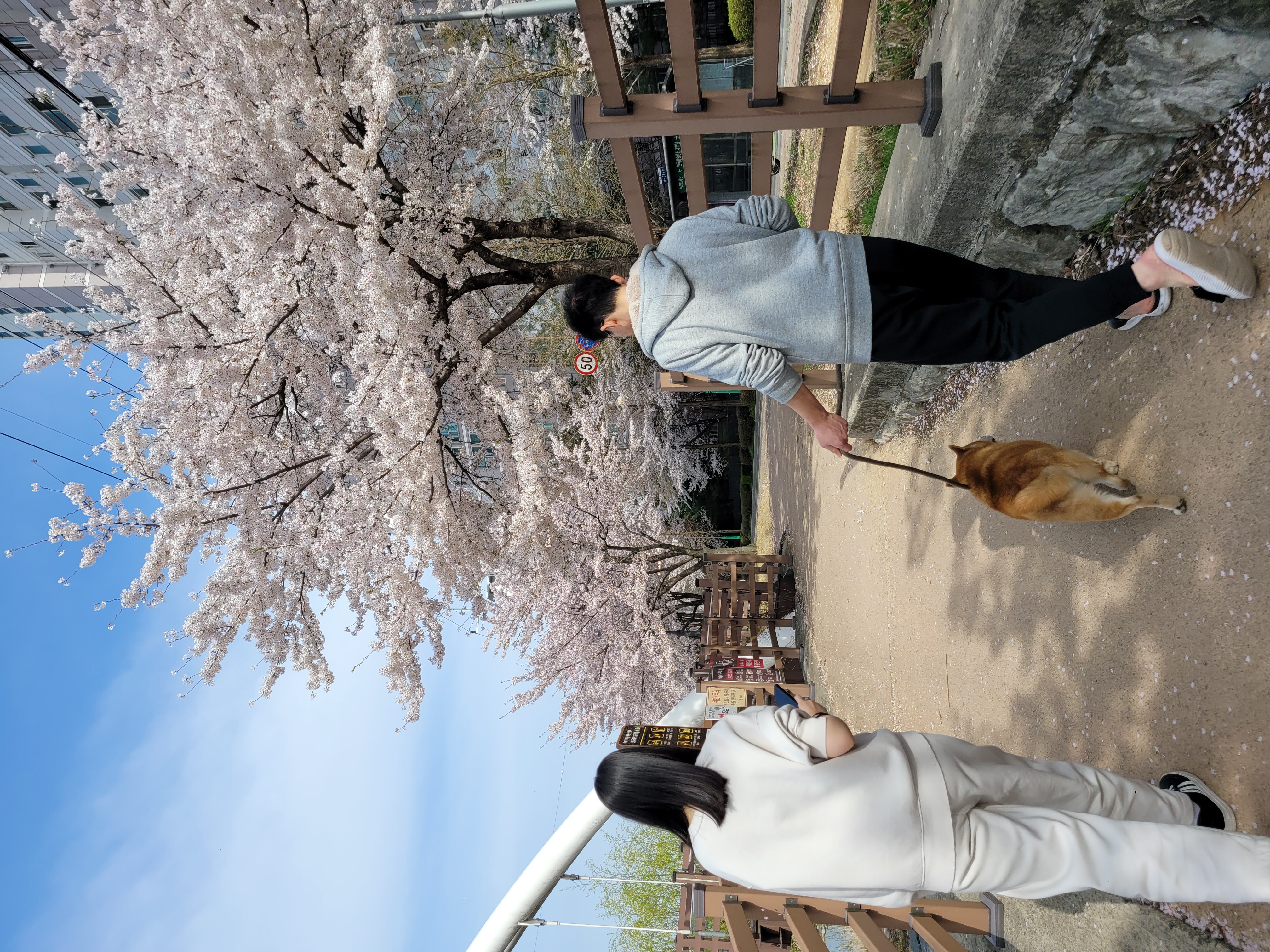 보령번식장 뚱이(뚱땅) 입양 일주일차 적응기