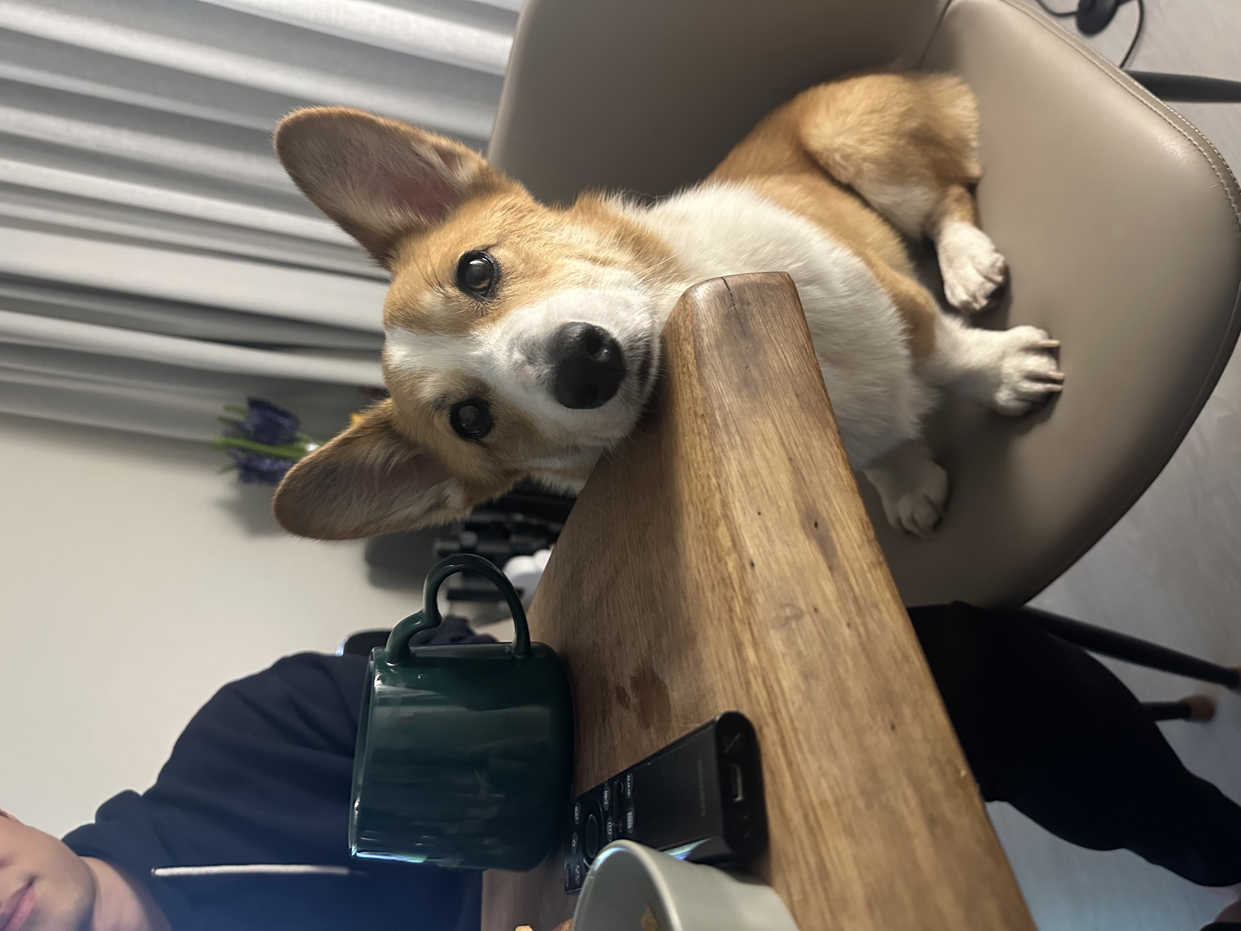 무티 입양 3개월차 후기(구.수코)