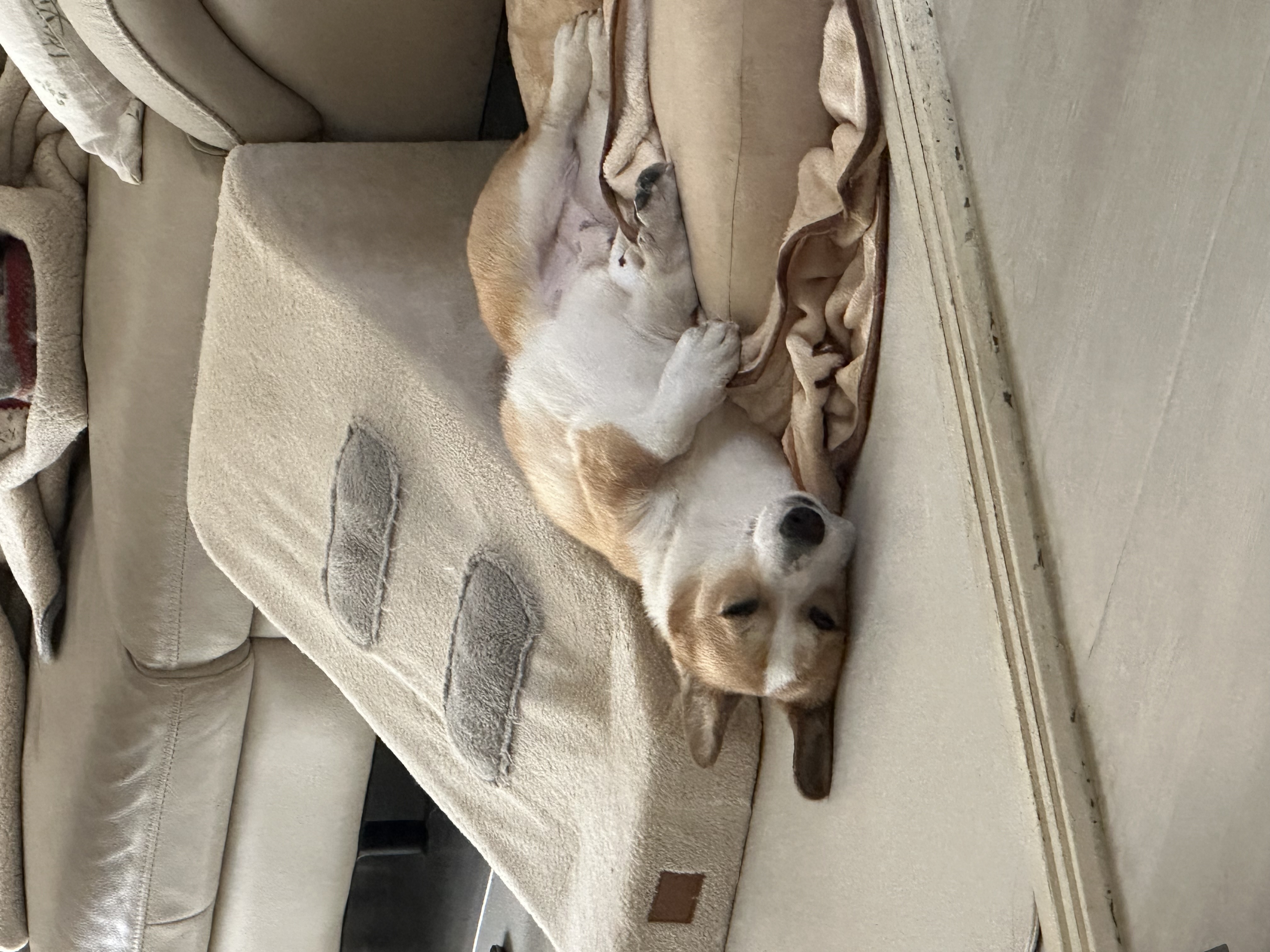 무티 입양 3개월차 후기(구.수코)