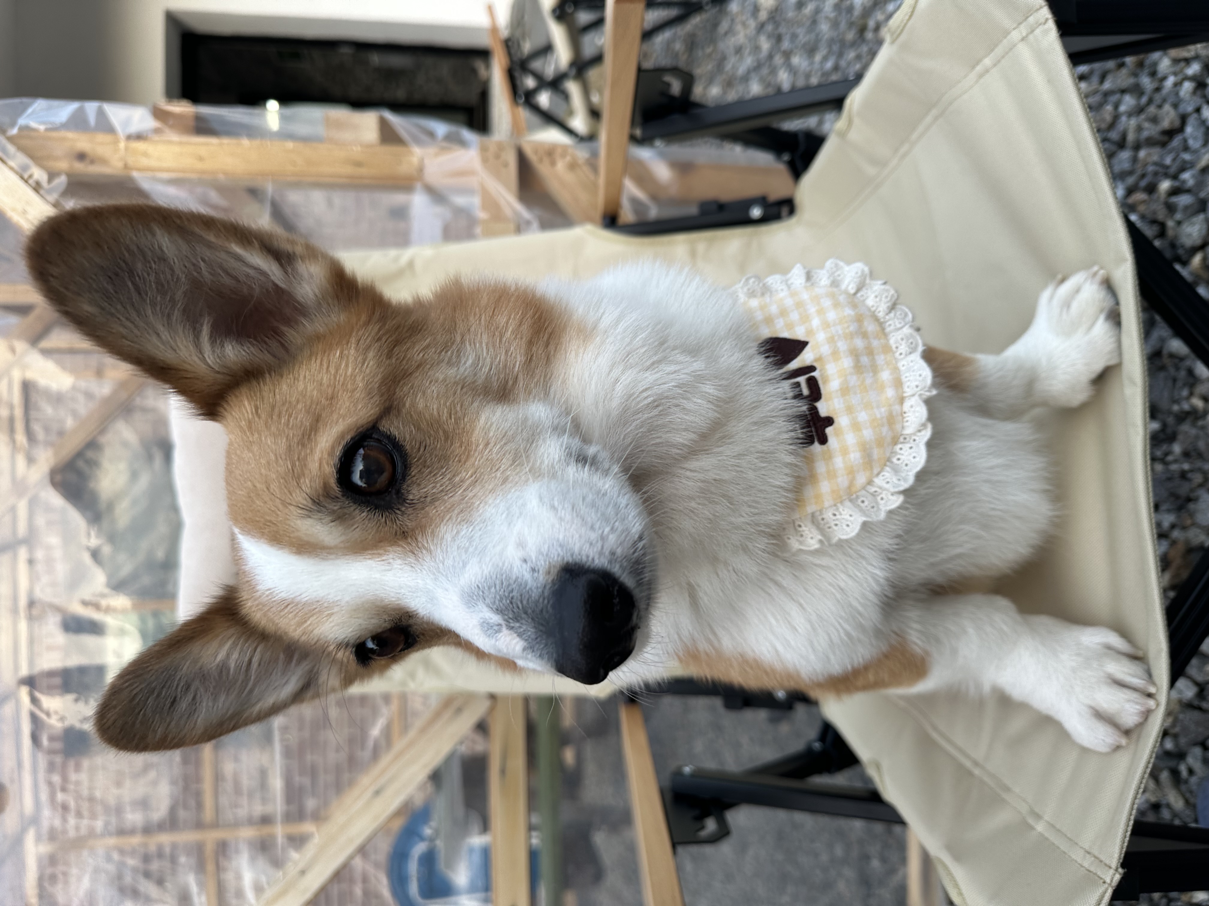 무티 입양 3개월차 후기(구.수코)