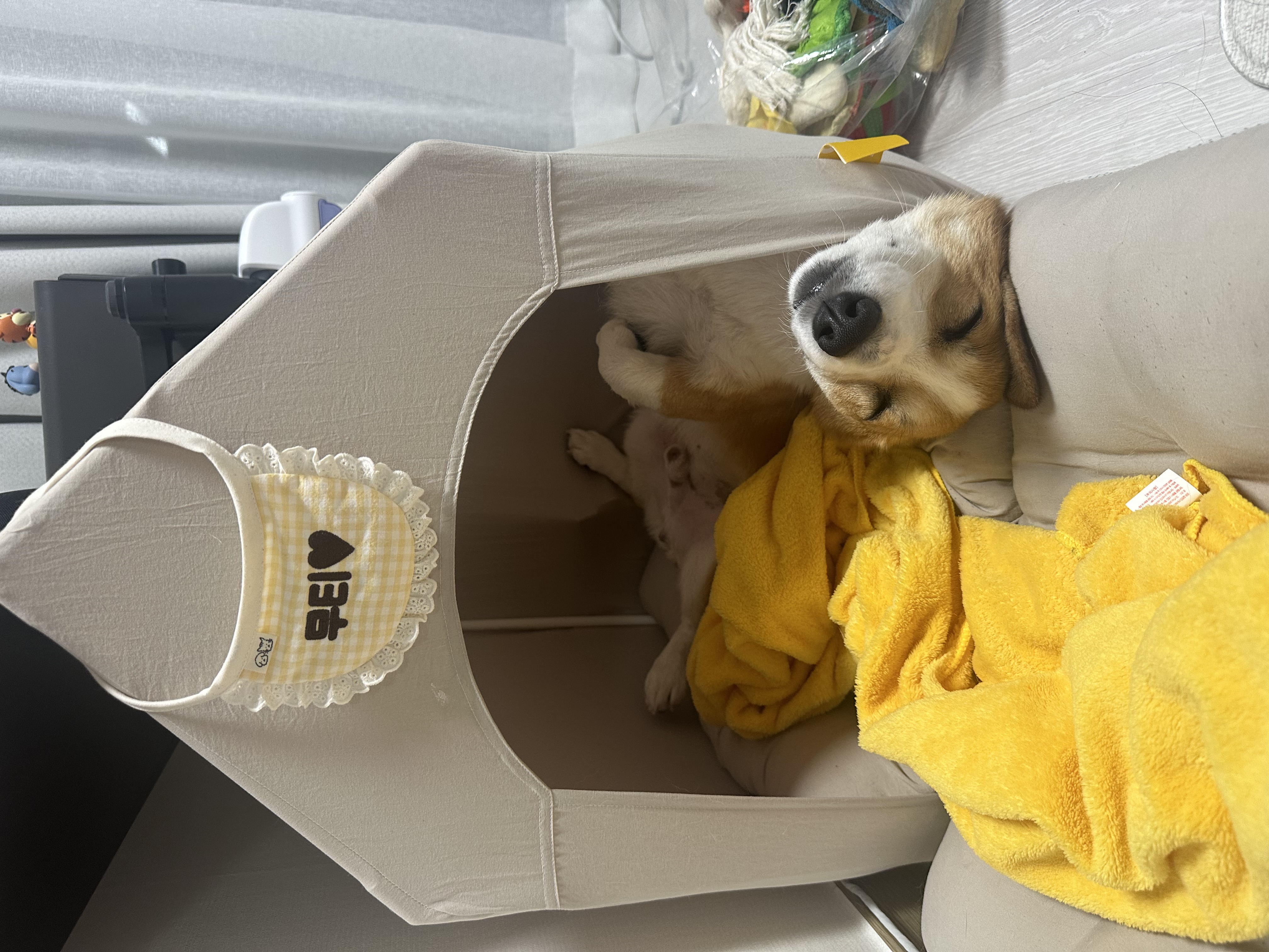 무티 입양 3개월차 후기(구.수코)