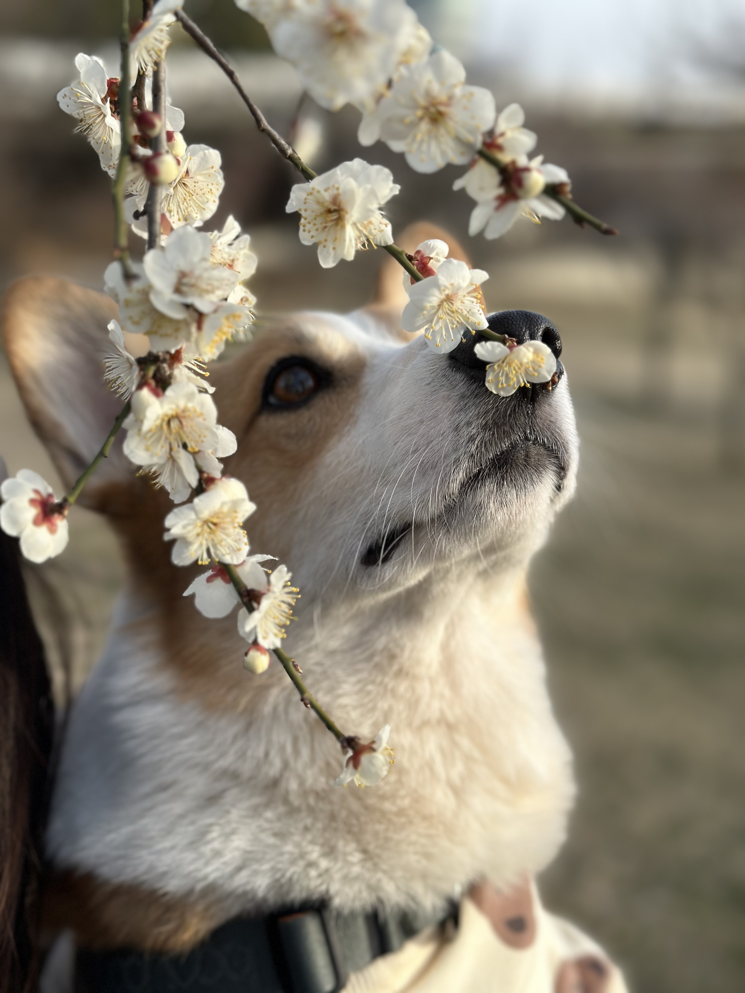 무티 입양 3개월차 후기(구.수코)