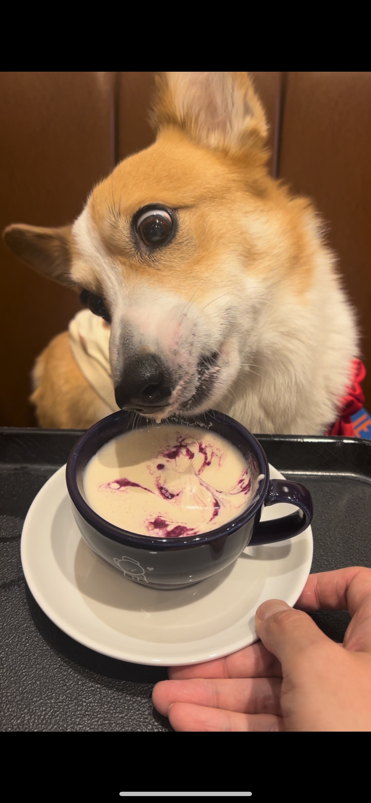 무티 입양 3개월차 후기(구.수코)