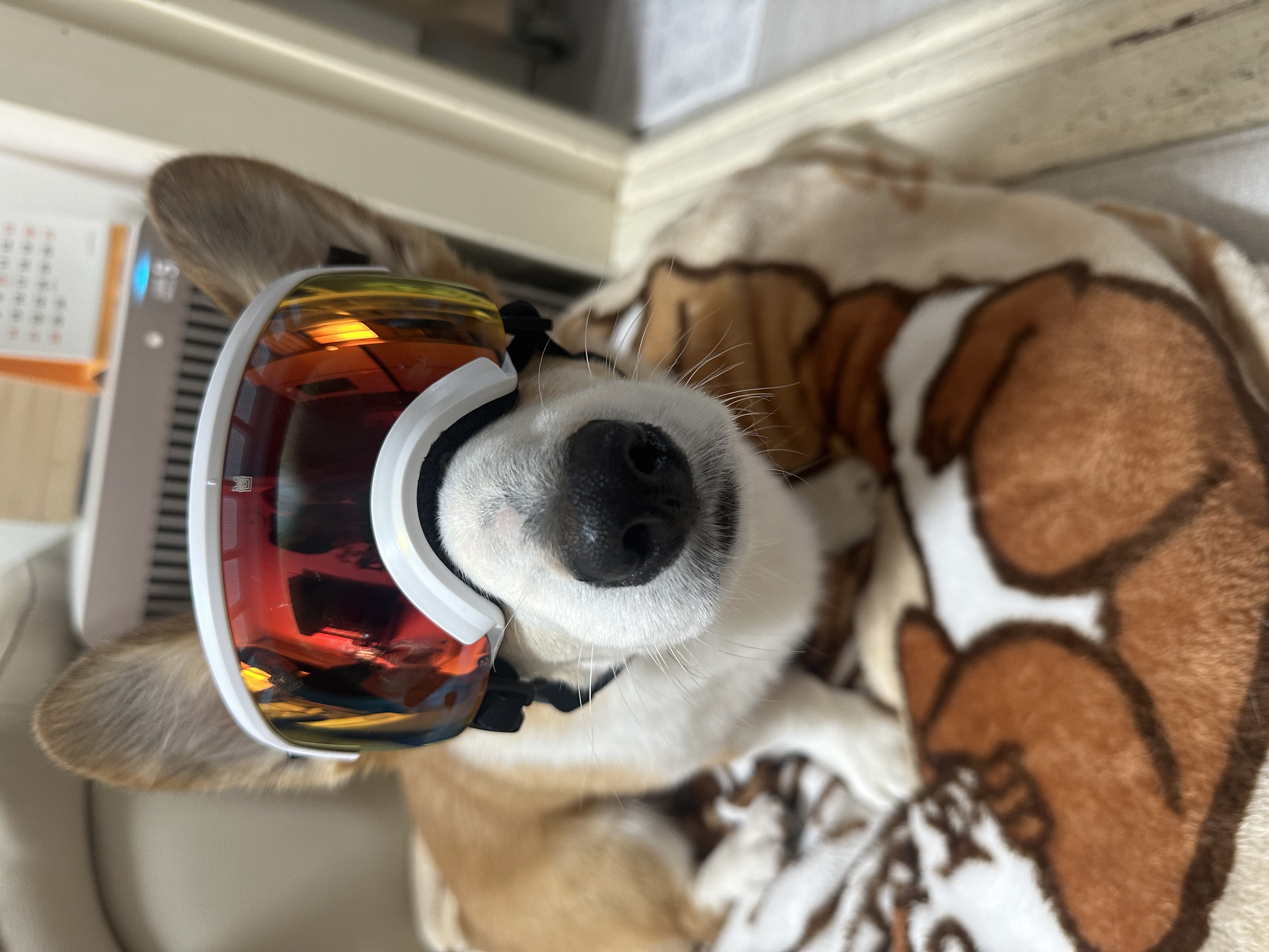 무티 입양 3개월차 후기(구.수코)