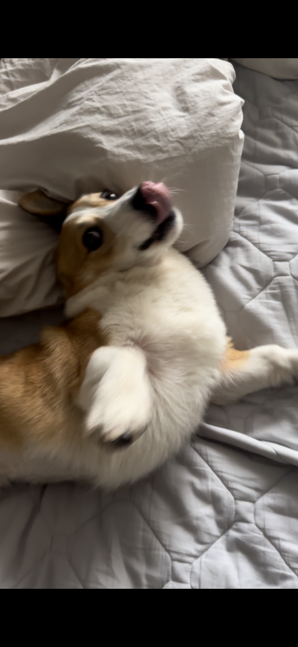 무티 입양 3개월차 후기(구.수코)