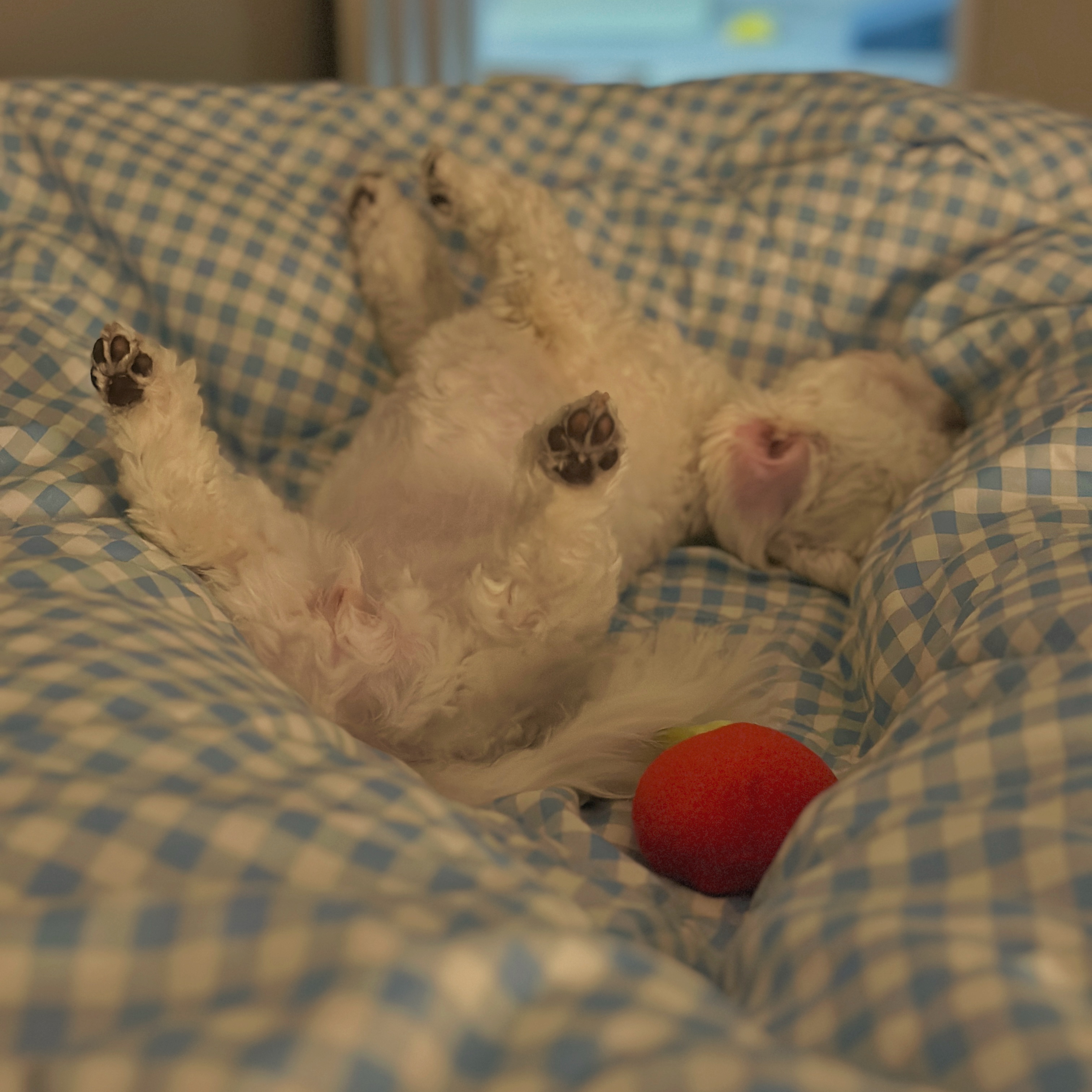 베베(말론)의 근황 