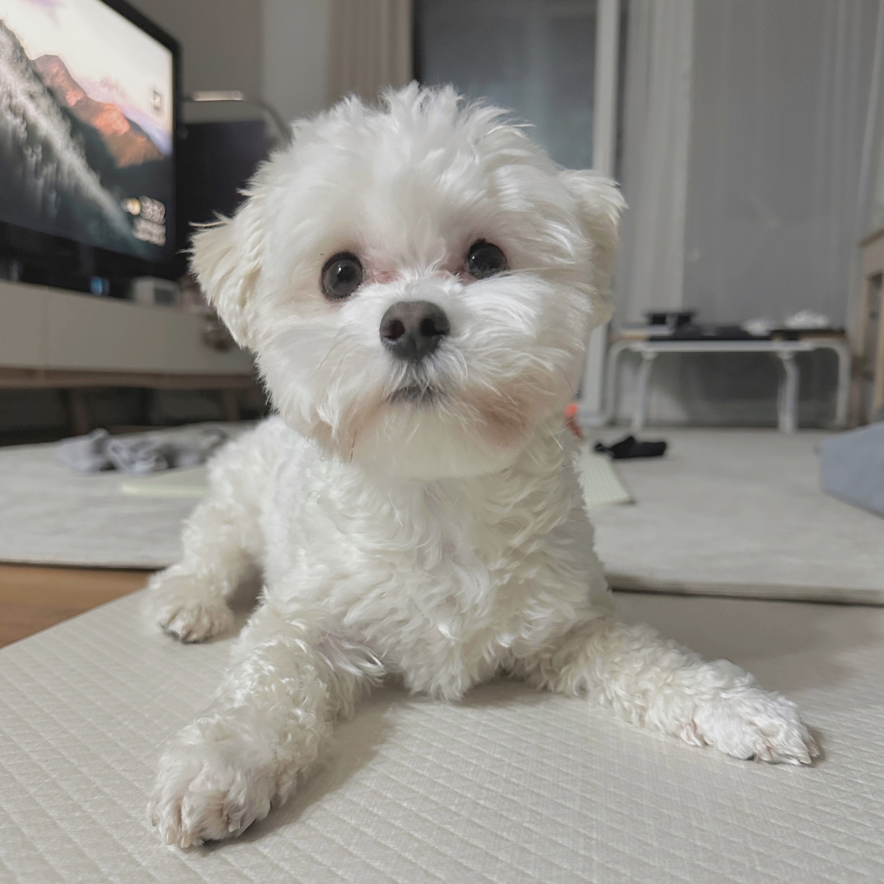 베베(말론)의 근황 