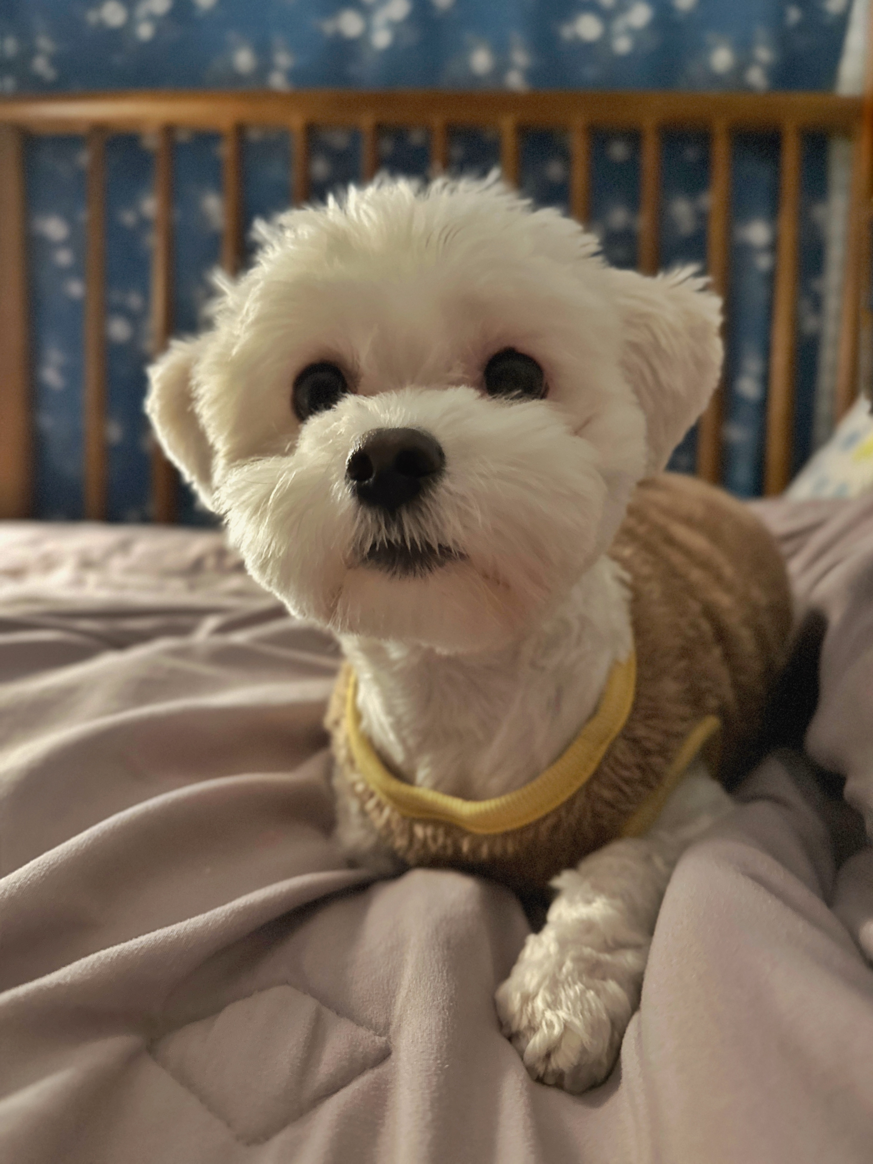 베베(말론)의 근황 