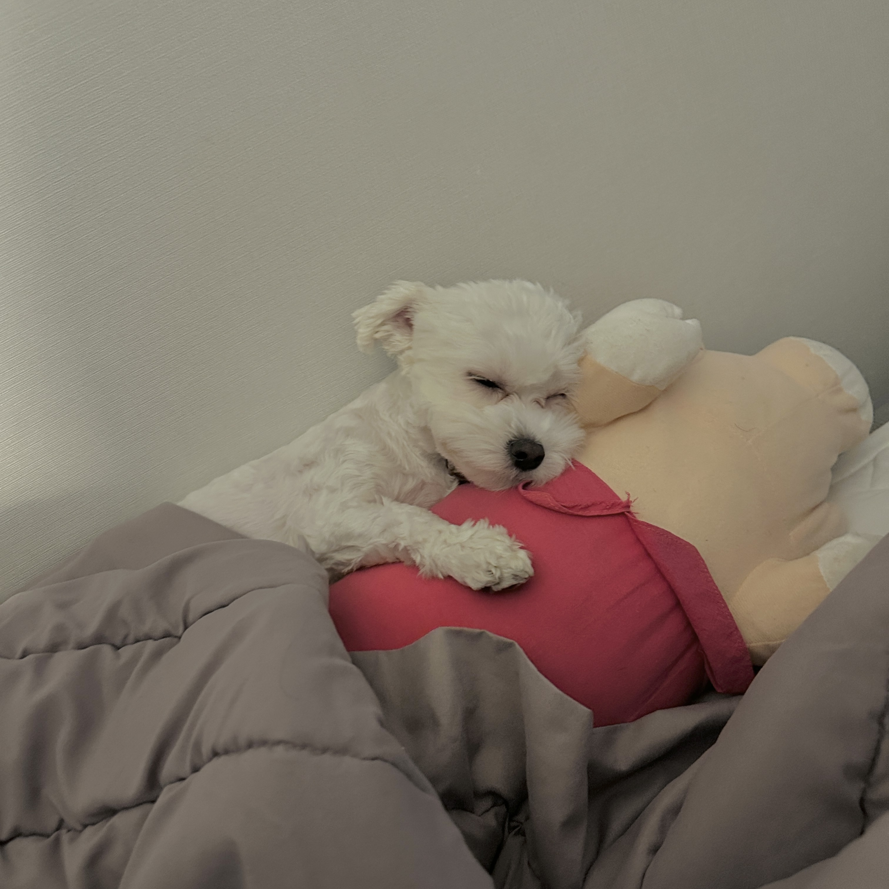 베베(말론)의 근황 