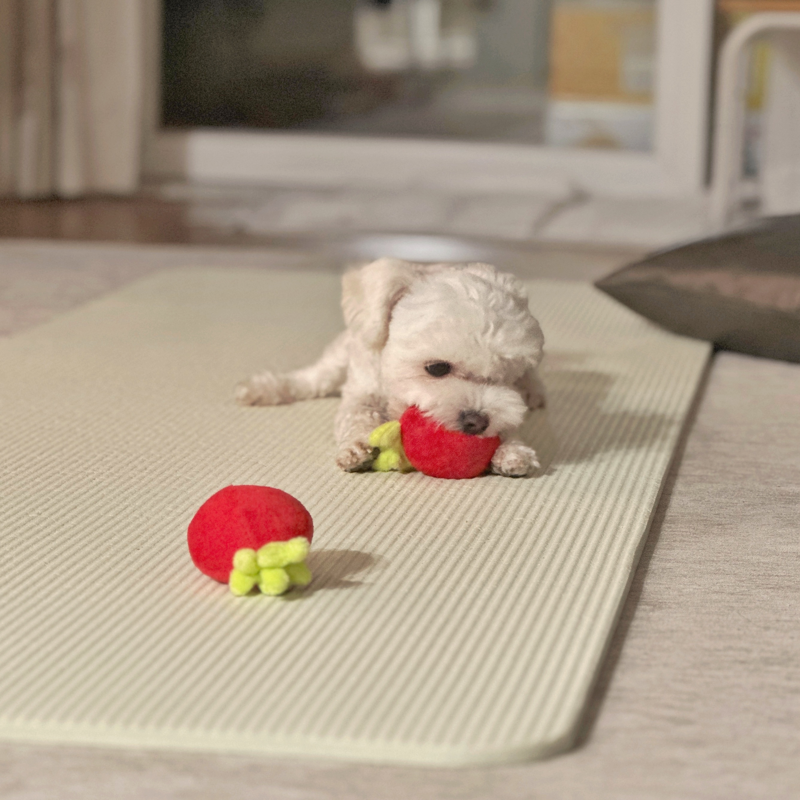 베베(말론)의 근황 