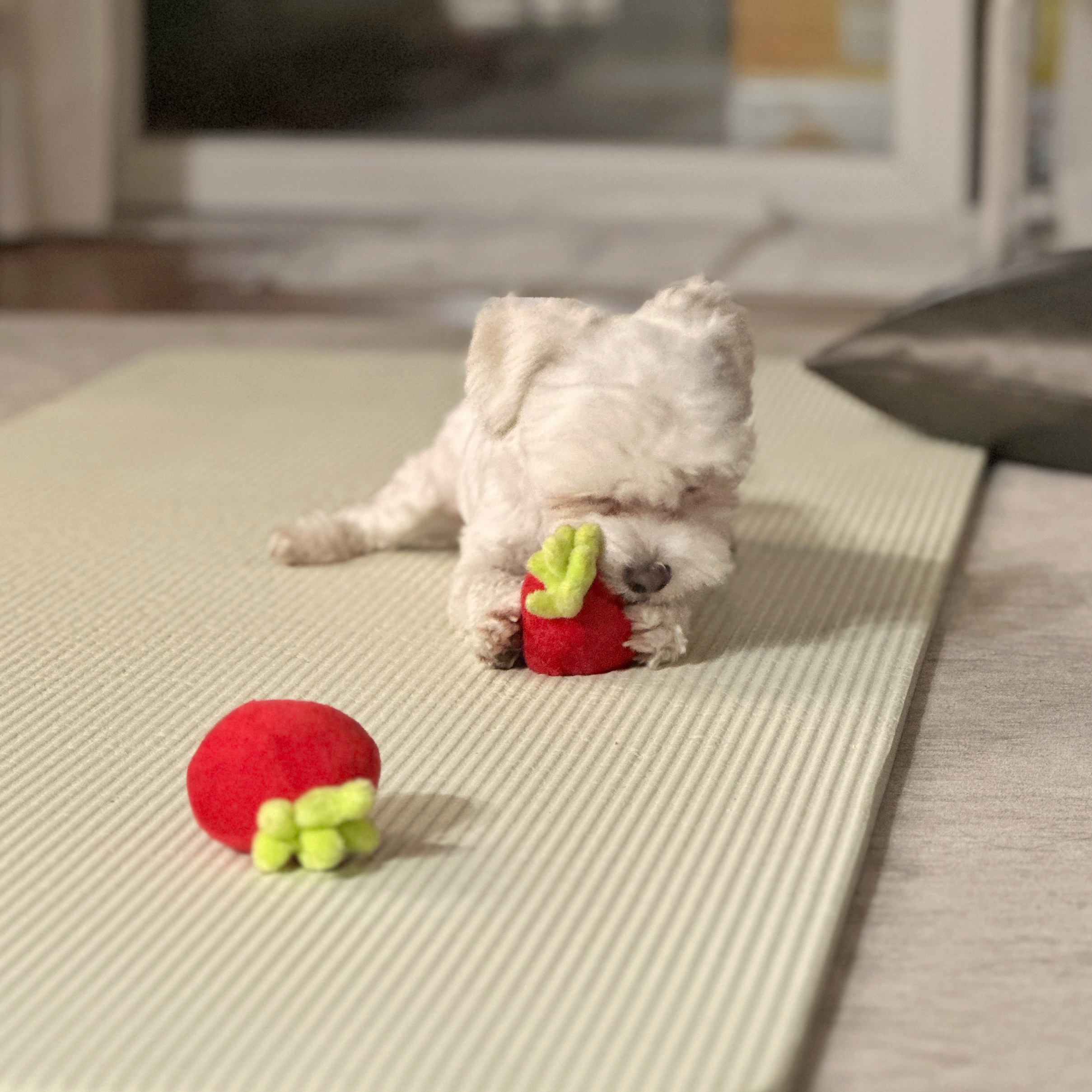 베베(말론)의 근황 