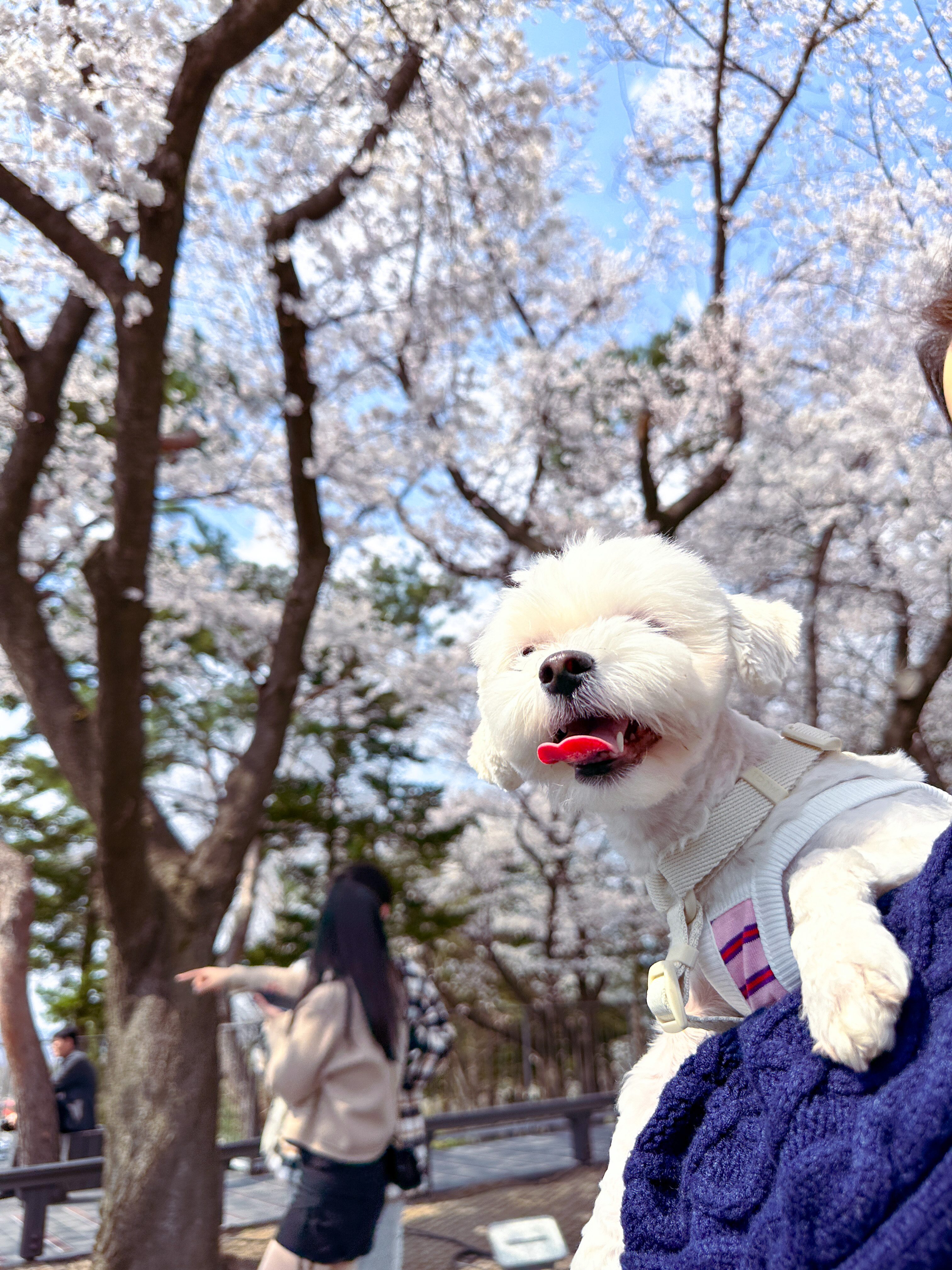 베베(말론)의 근황 