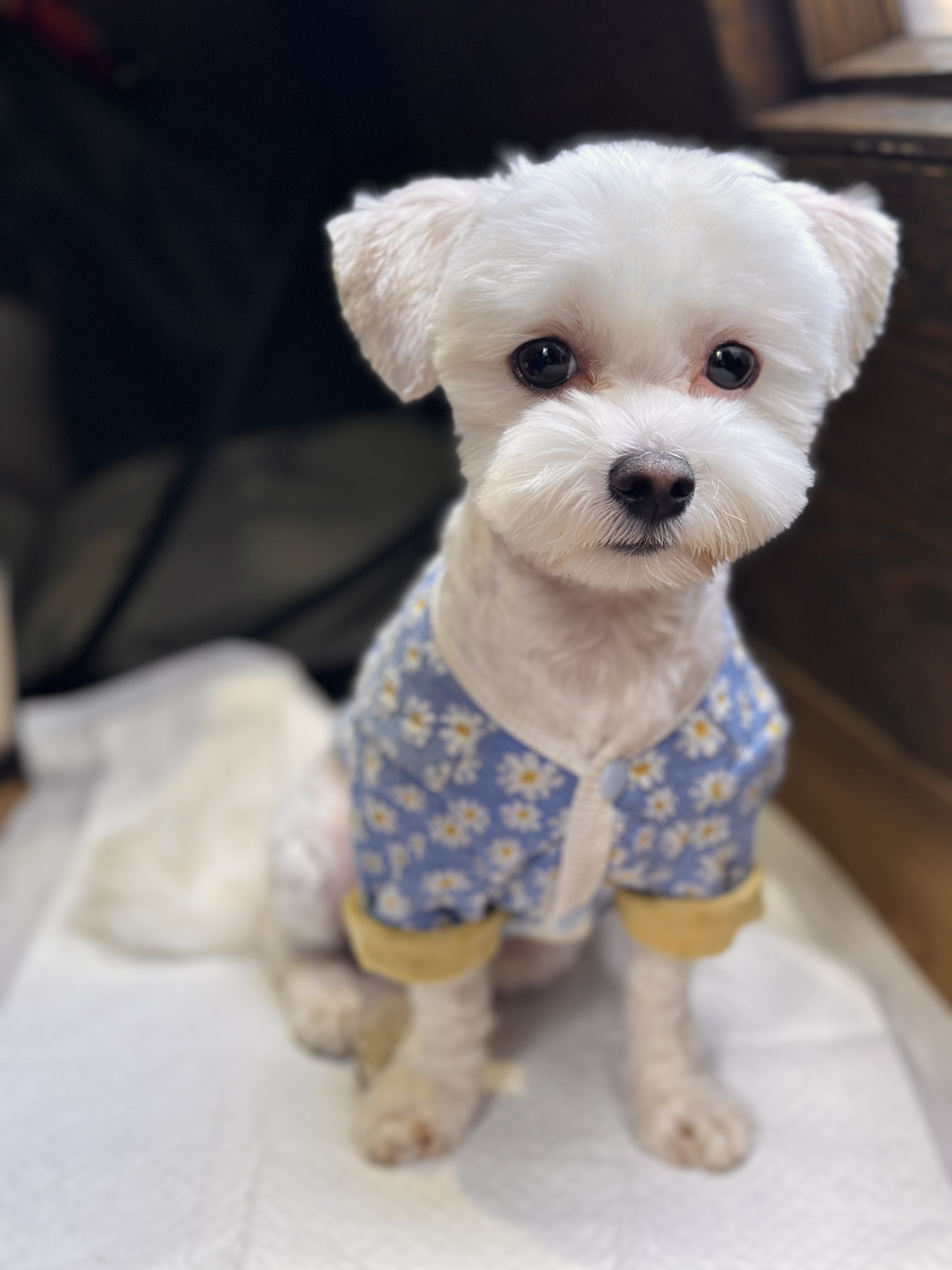 베베(말론)의 근황 