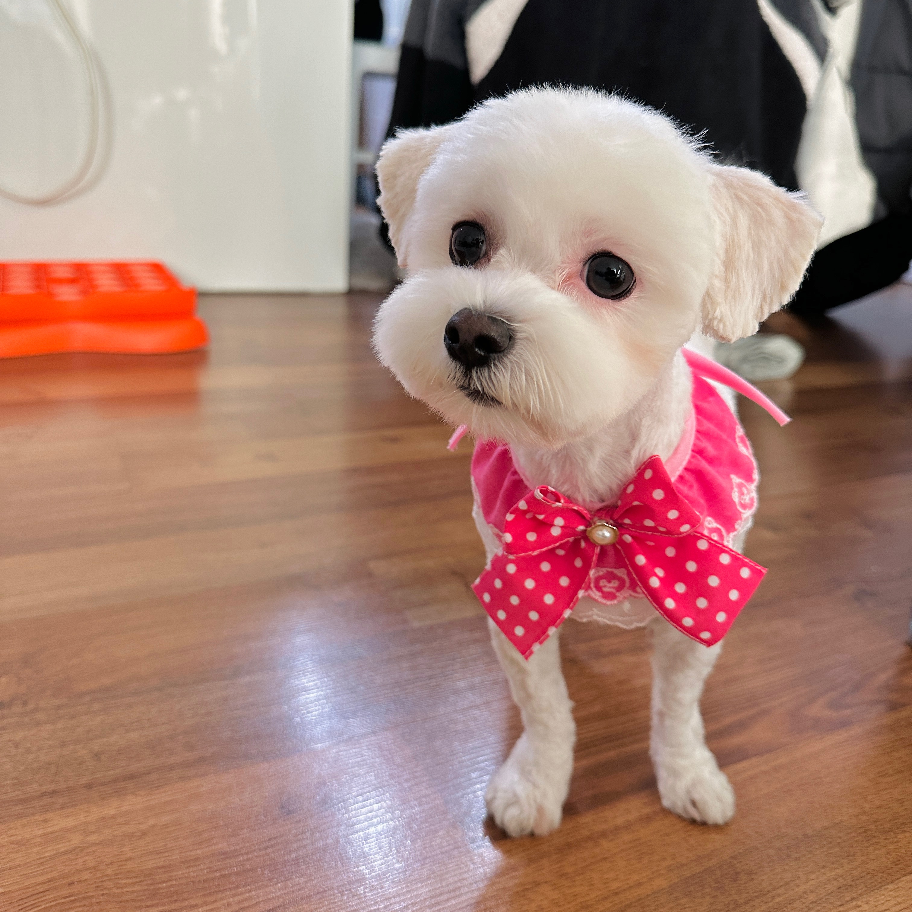 베베(말론)의 근황 