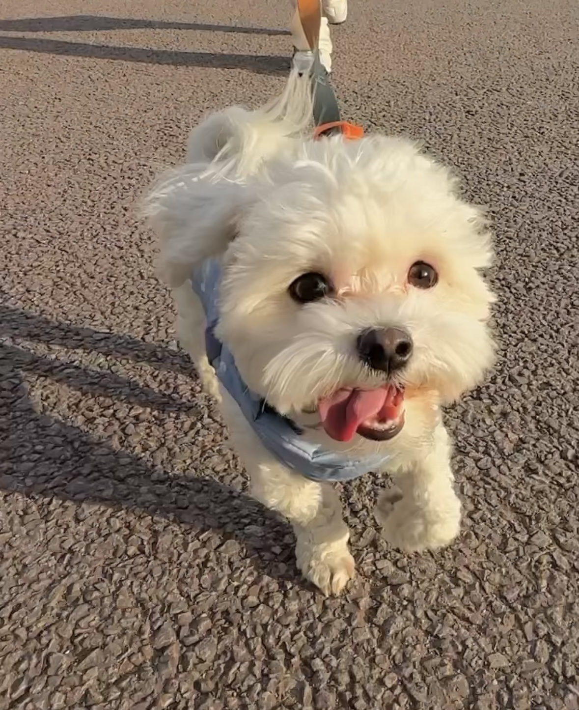 베베(말론)의 근황 