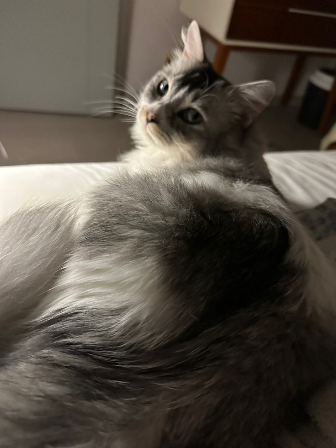 율무의 한 달 적응기(구 수미)