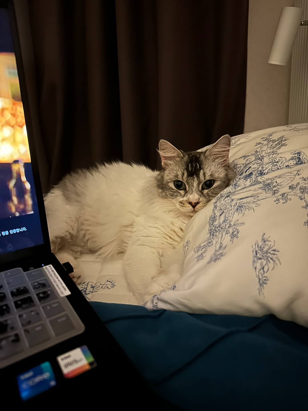 율무의 한 달 적응기(구 수미)