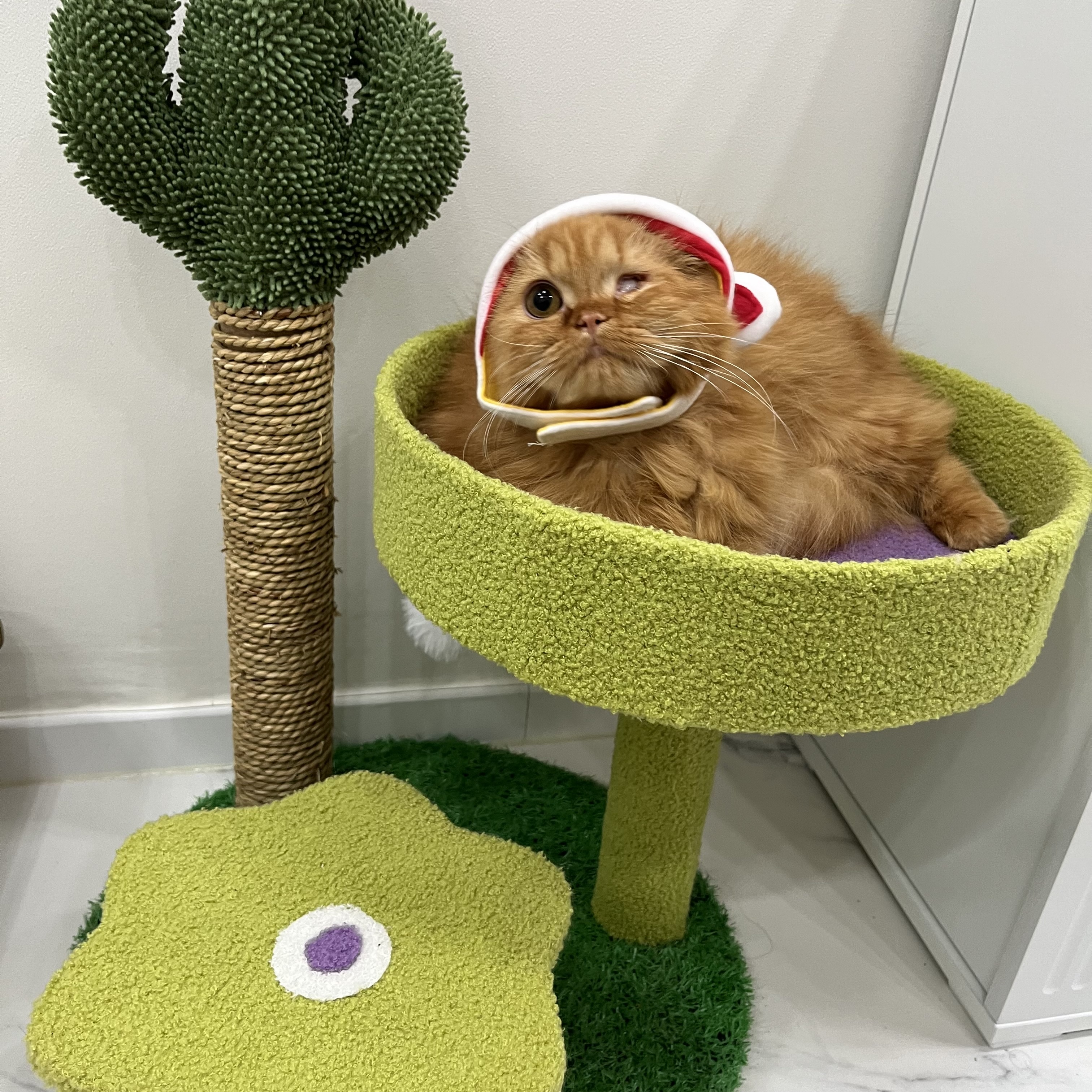 돌고 '도라' 온 만큼 잘 살구같아♡♥♡♥♡♥♡♥-4-