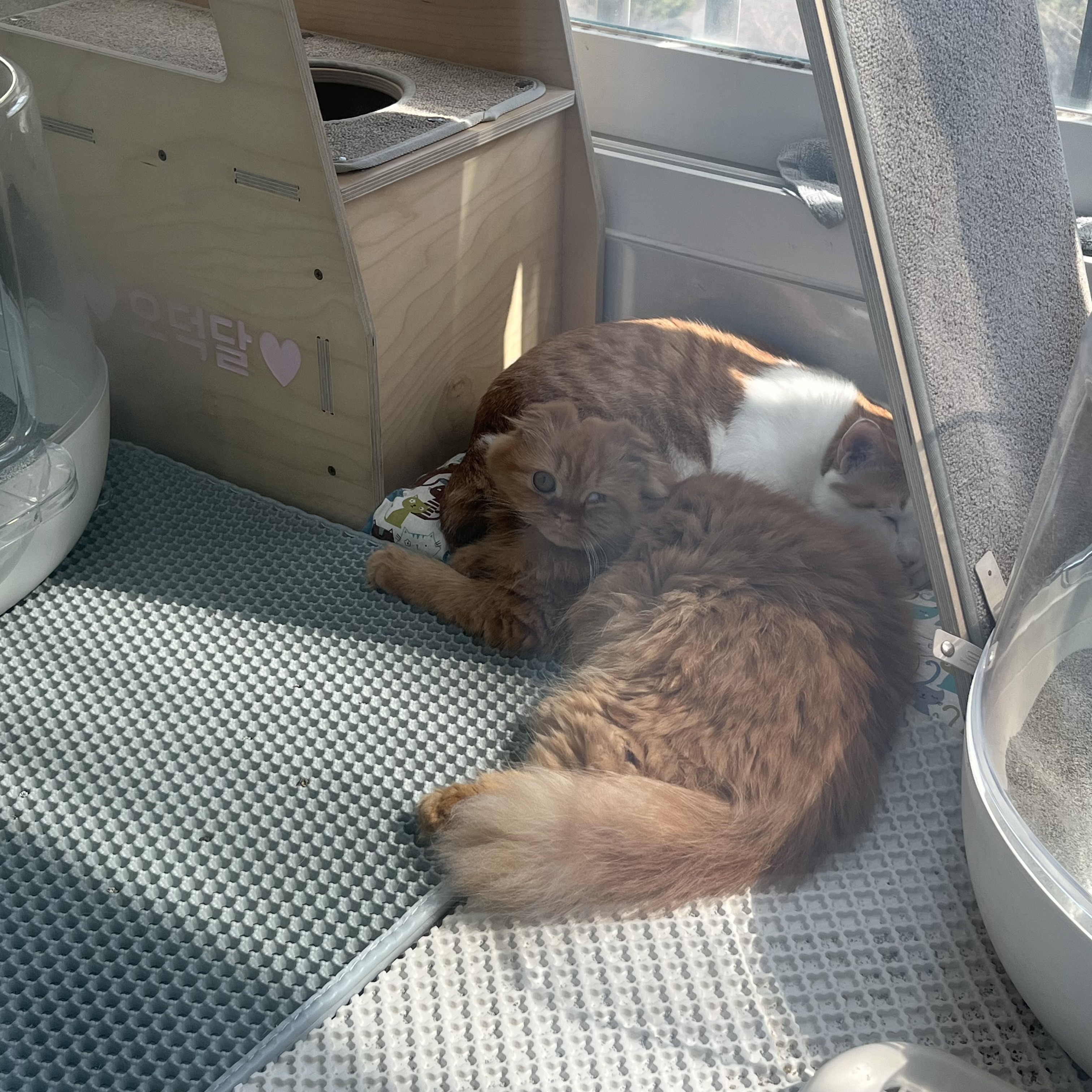 돌고 '도라' 온 만큼 잘 살구같아♡♥♡♥♡♥♡♥-4-