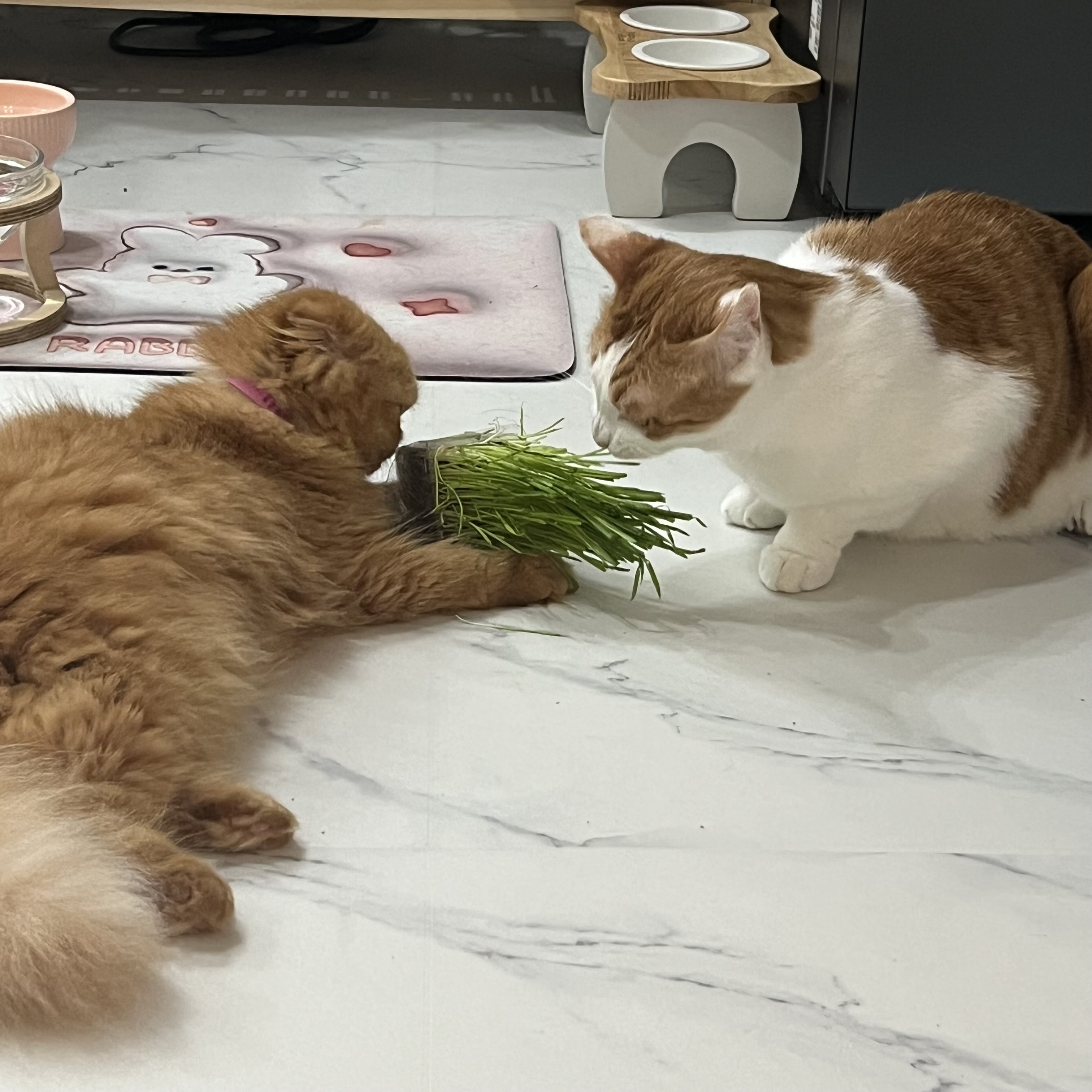 돌고 '도라' 온 만큼 잘 살구같아♡♥♡♥♡♥♡♥-4-