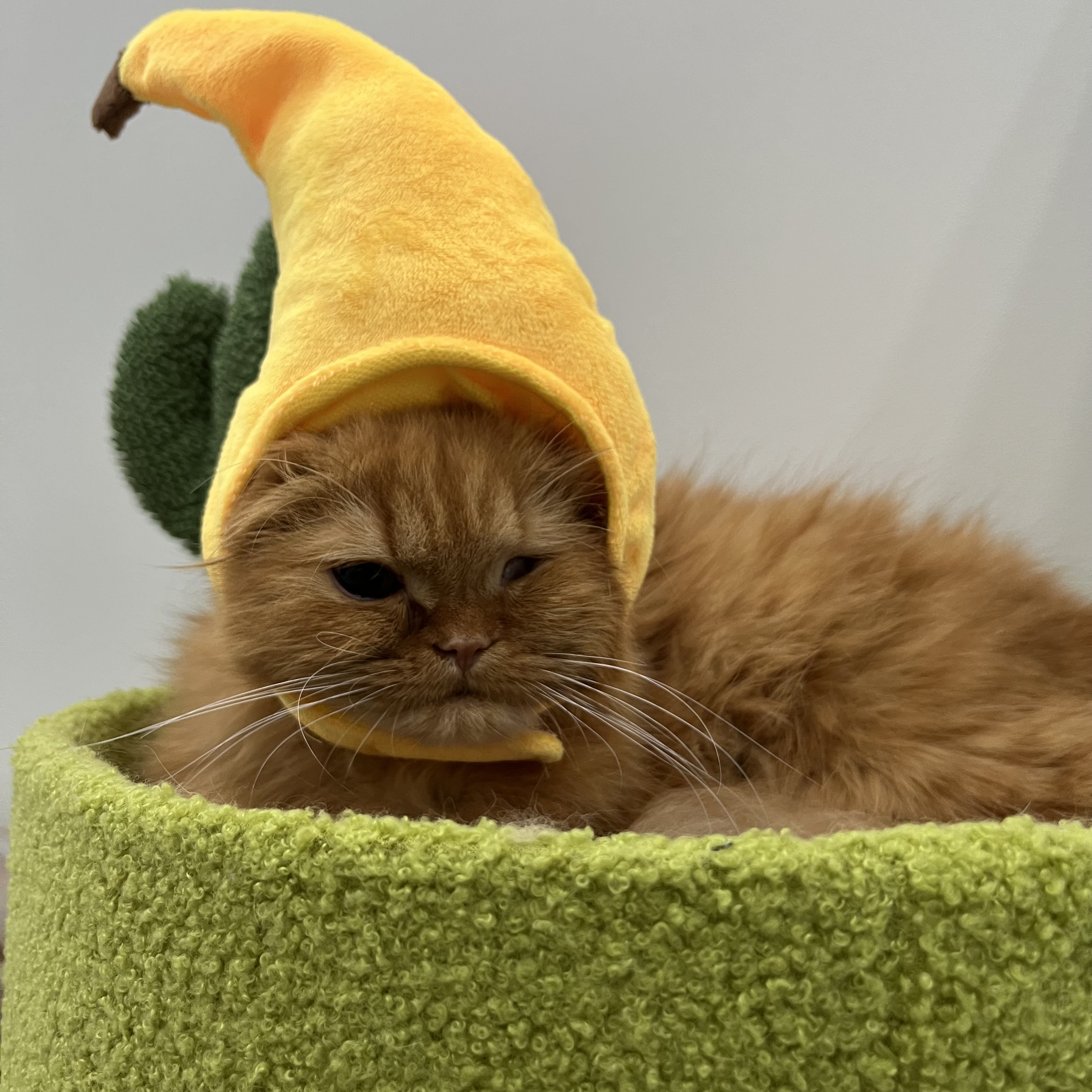 돌고 '도라' 온 만큼 잘 살구같아♡♥♡♥♡♥♡♥-4-