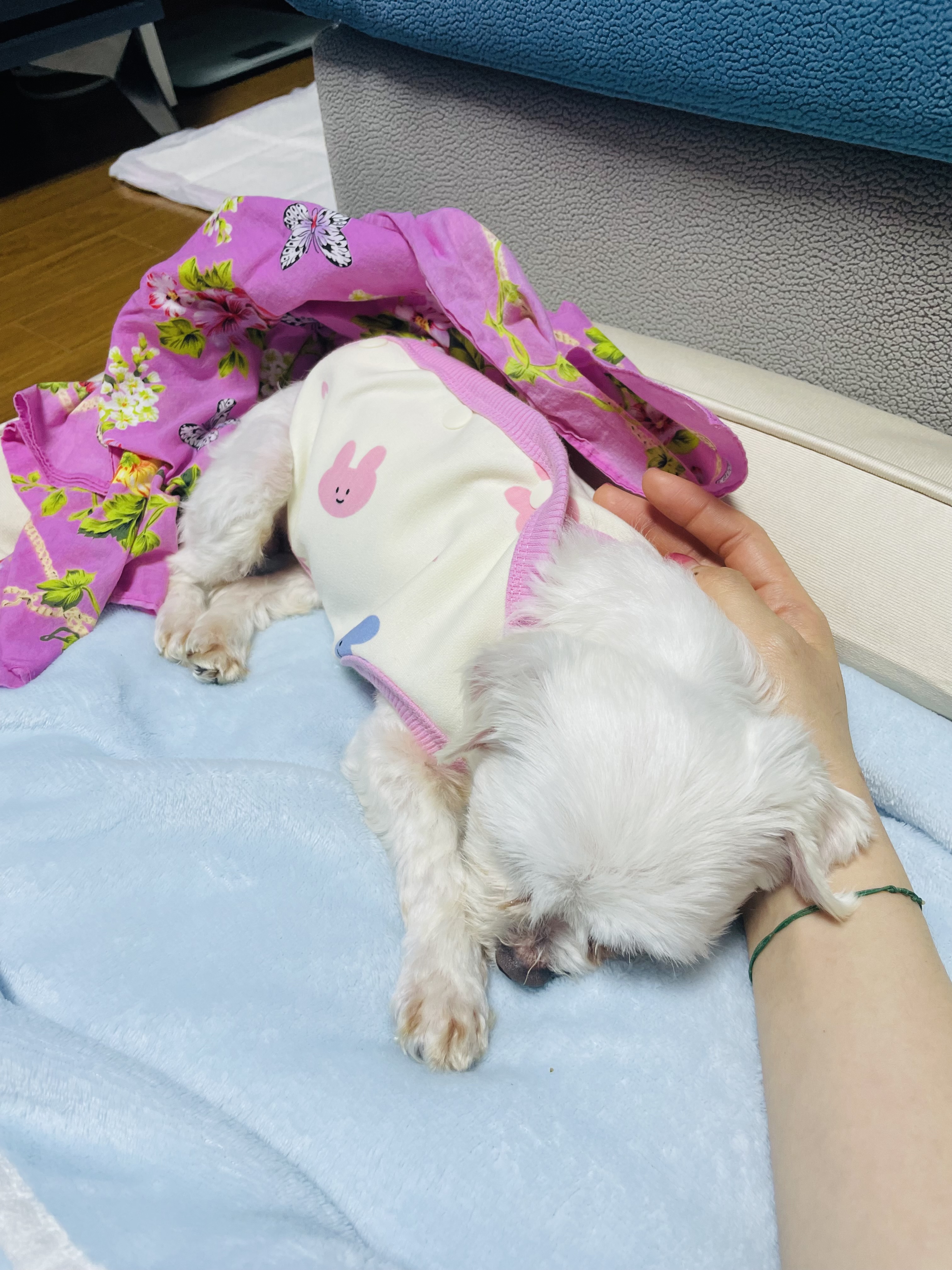 복담이(쁘니) 행복하게 살자