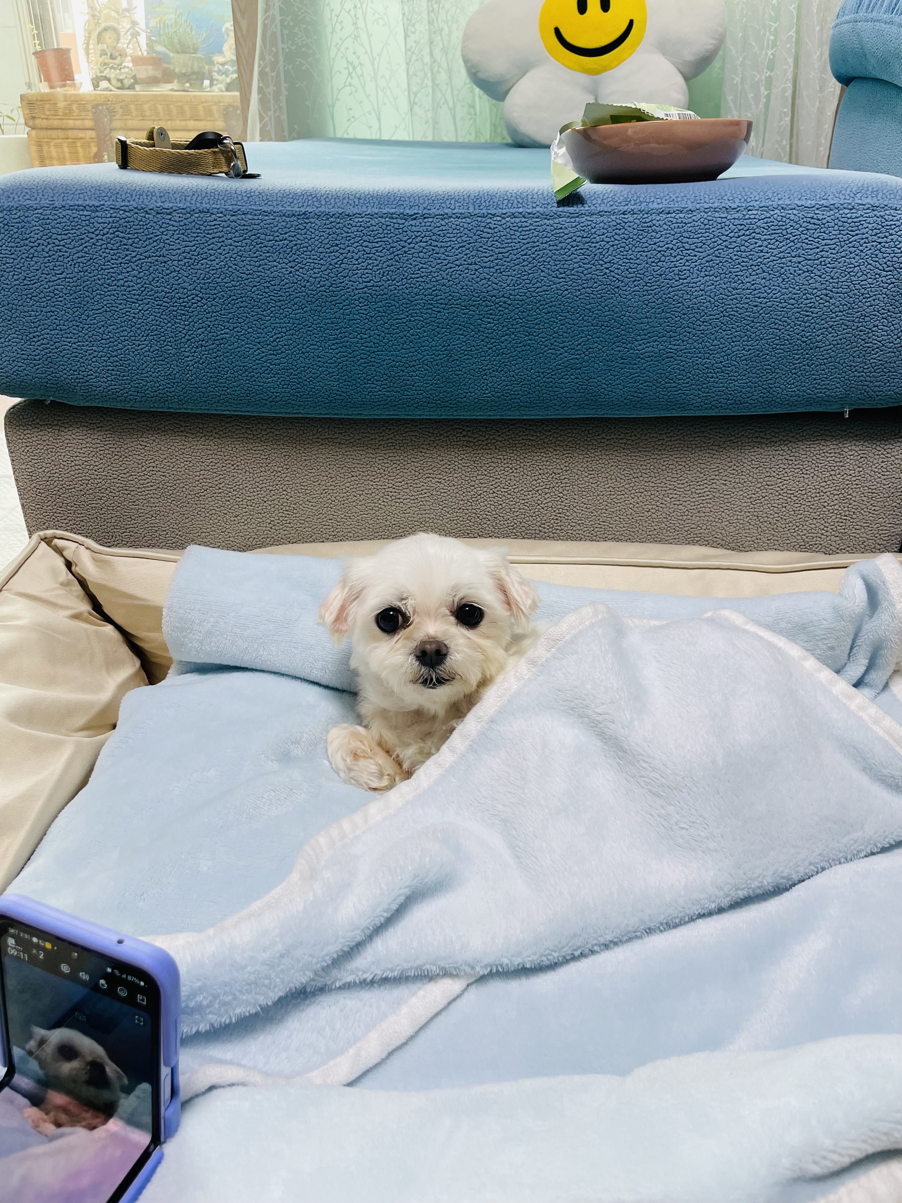 복담이(쁘니) 행복하게 살자