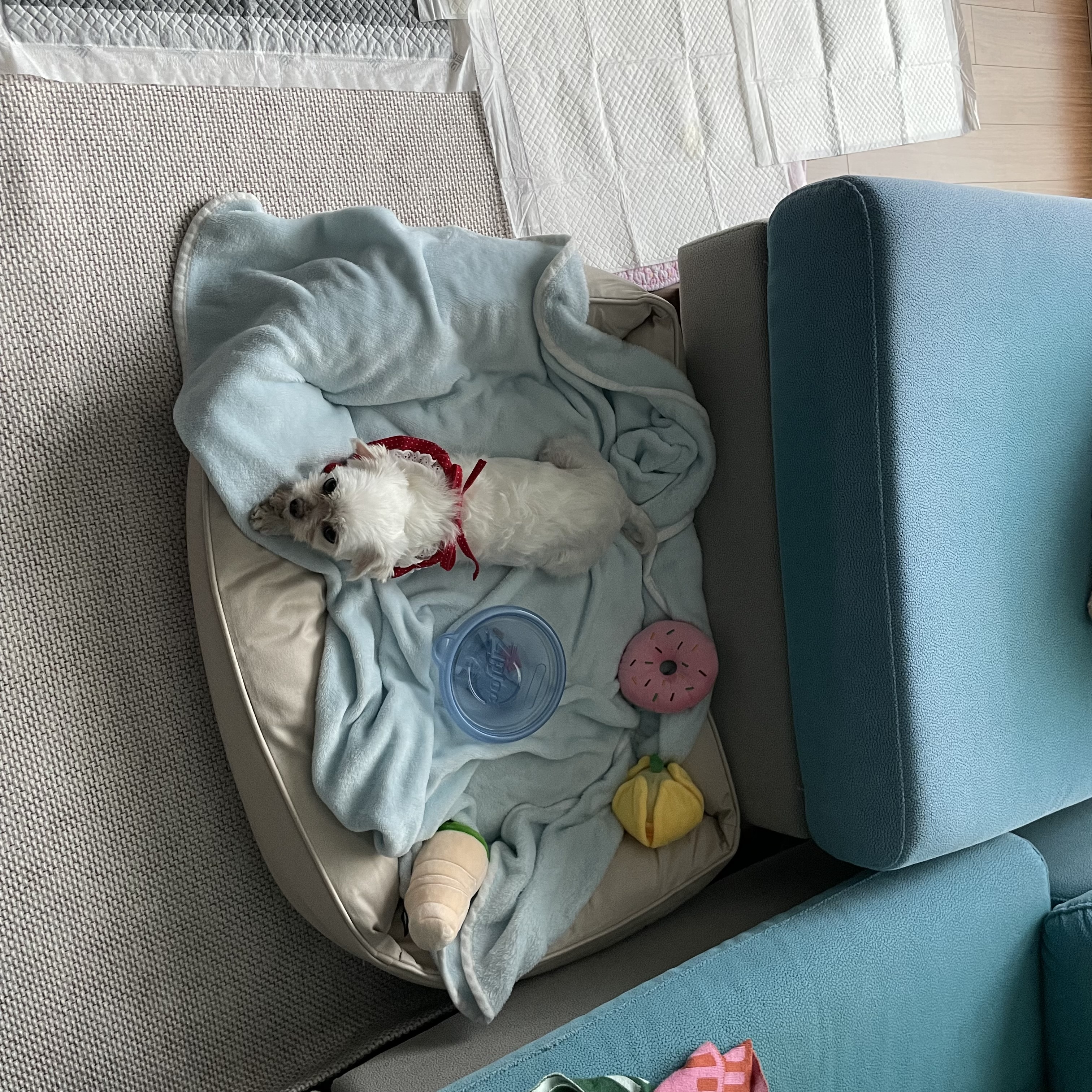 복담이(쁘니) 행복하게 살자