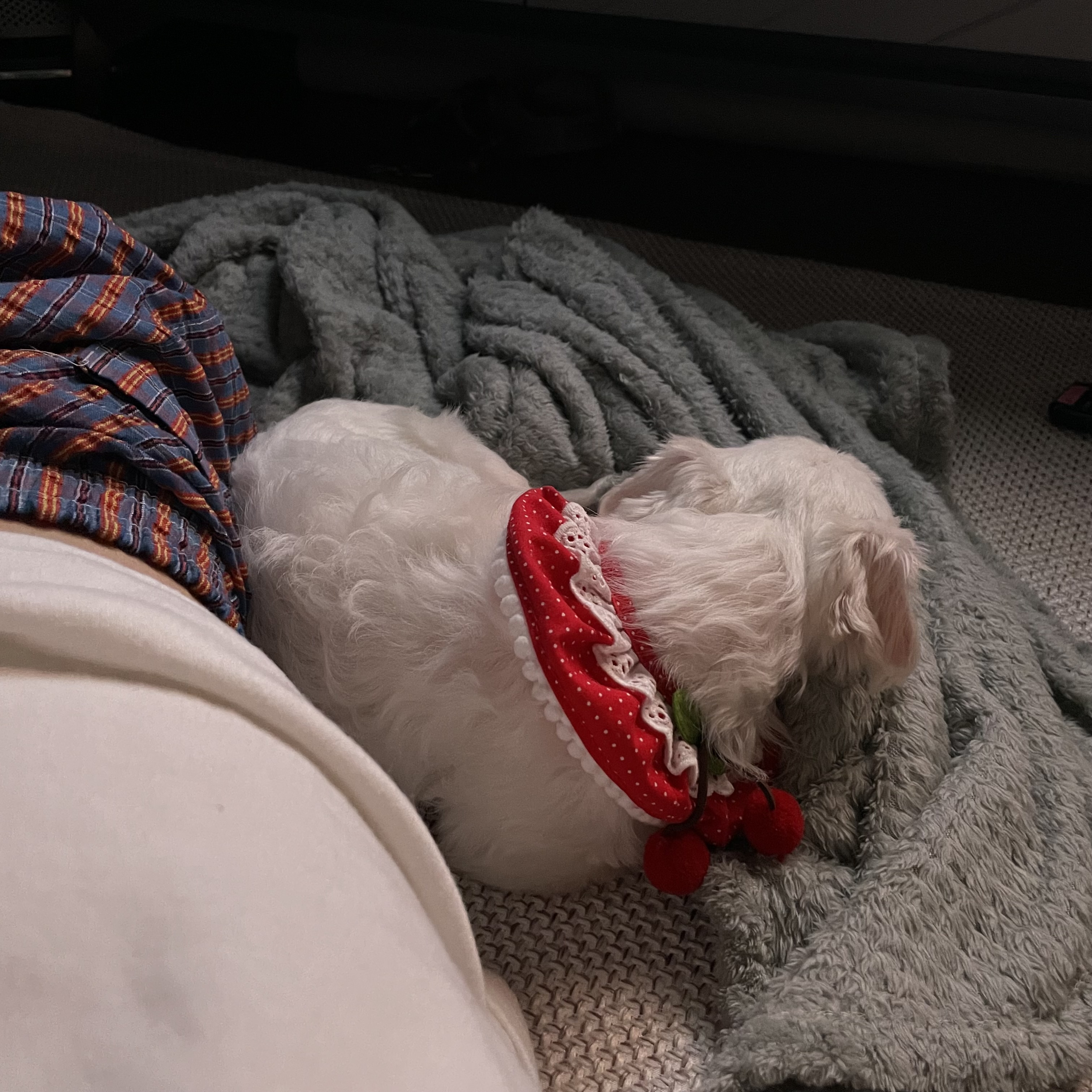 복담이(쁘니) 행복하게 살자