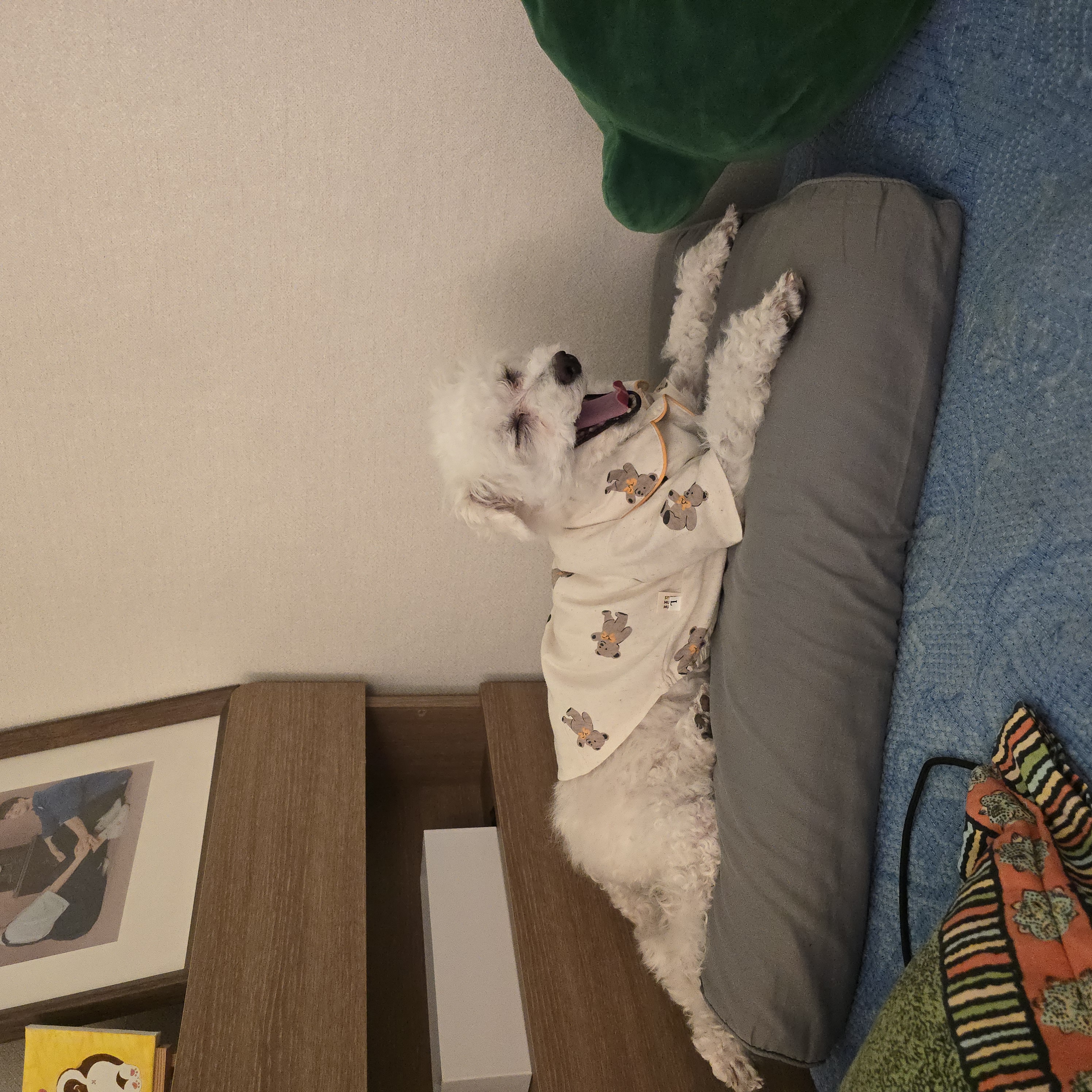 다동이(푸즈)한달 이야기