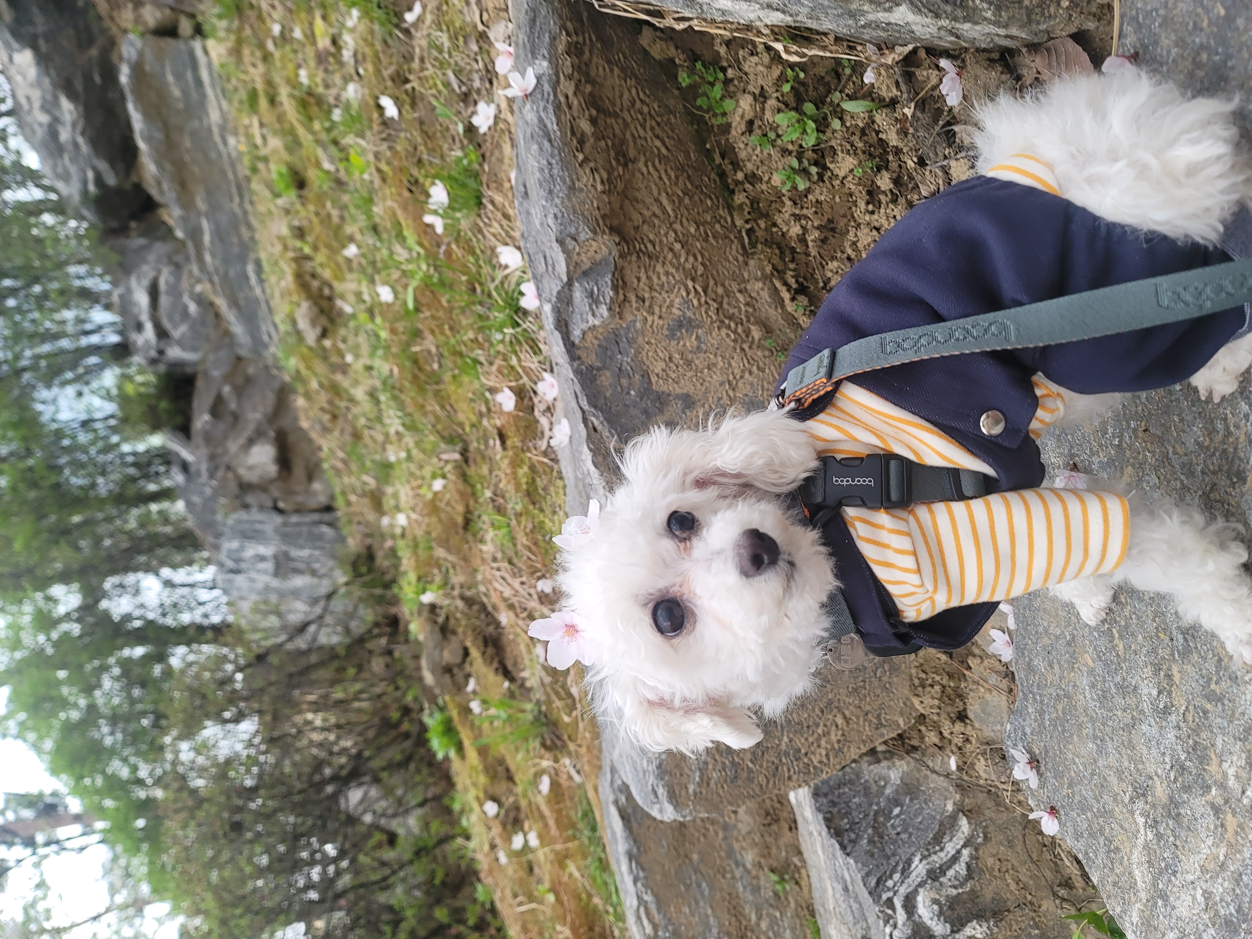 다동이(푸즈)한달 이야기