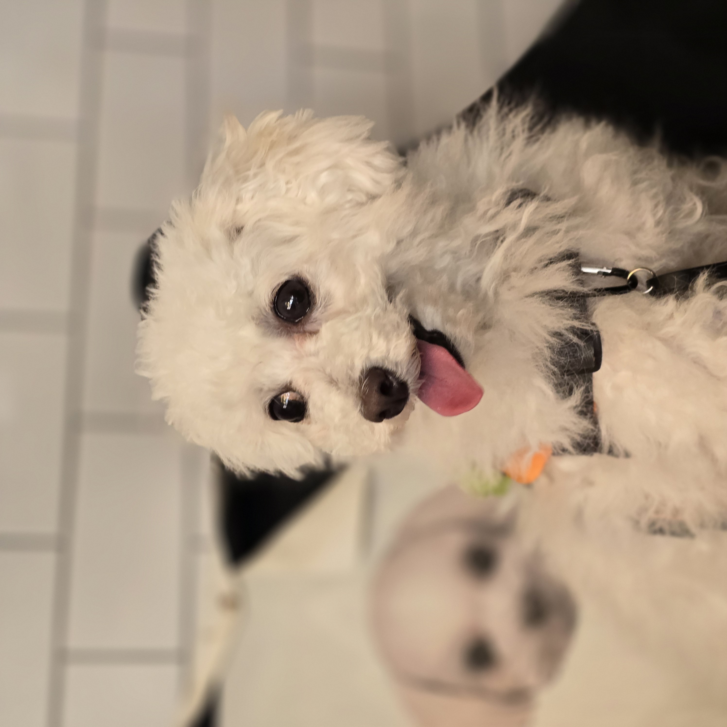 다동이(푸즈)한달 이야기