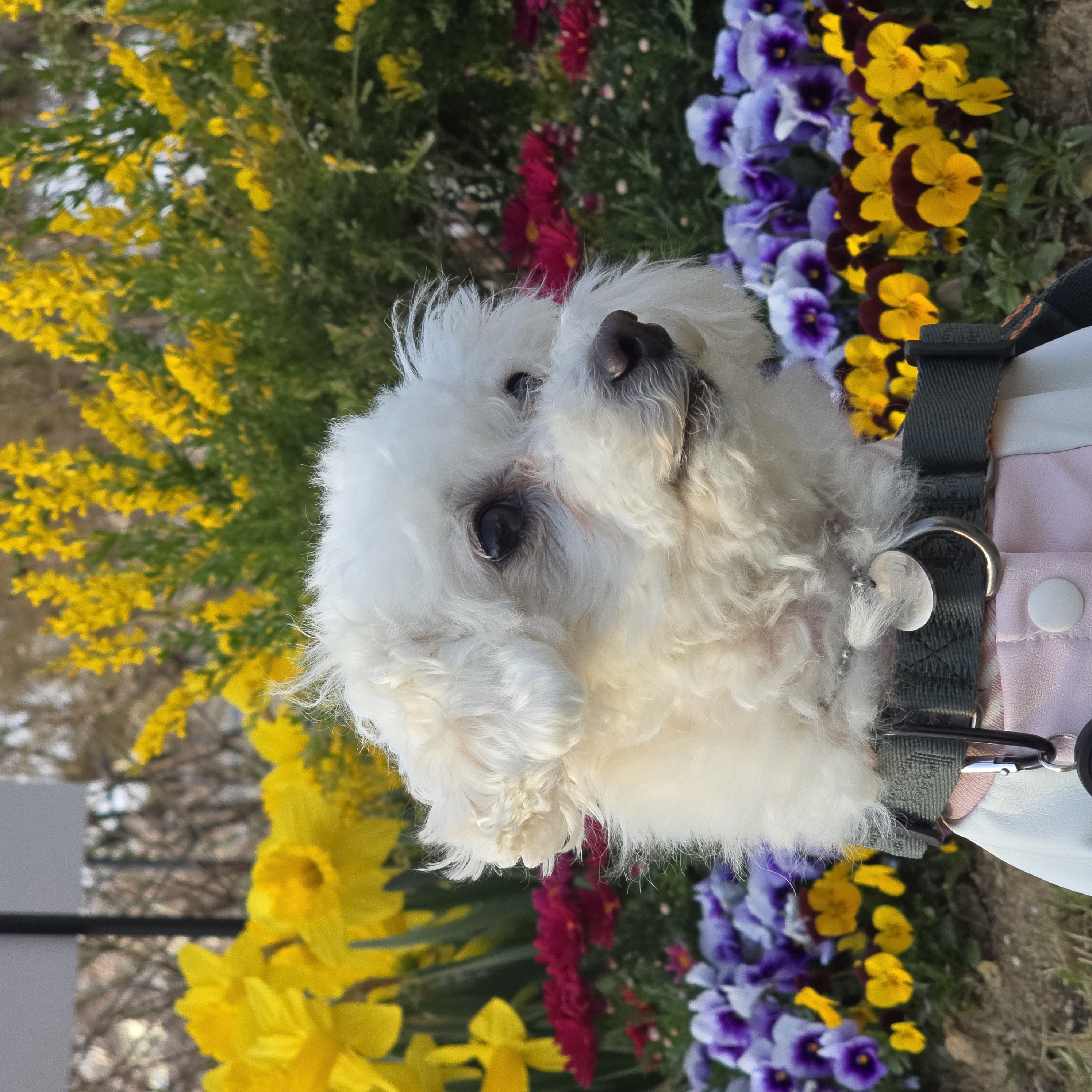 다동이(푸즈)한달 이야기