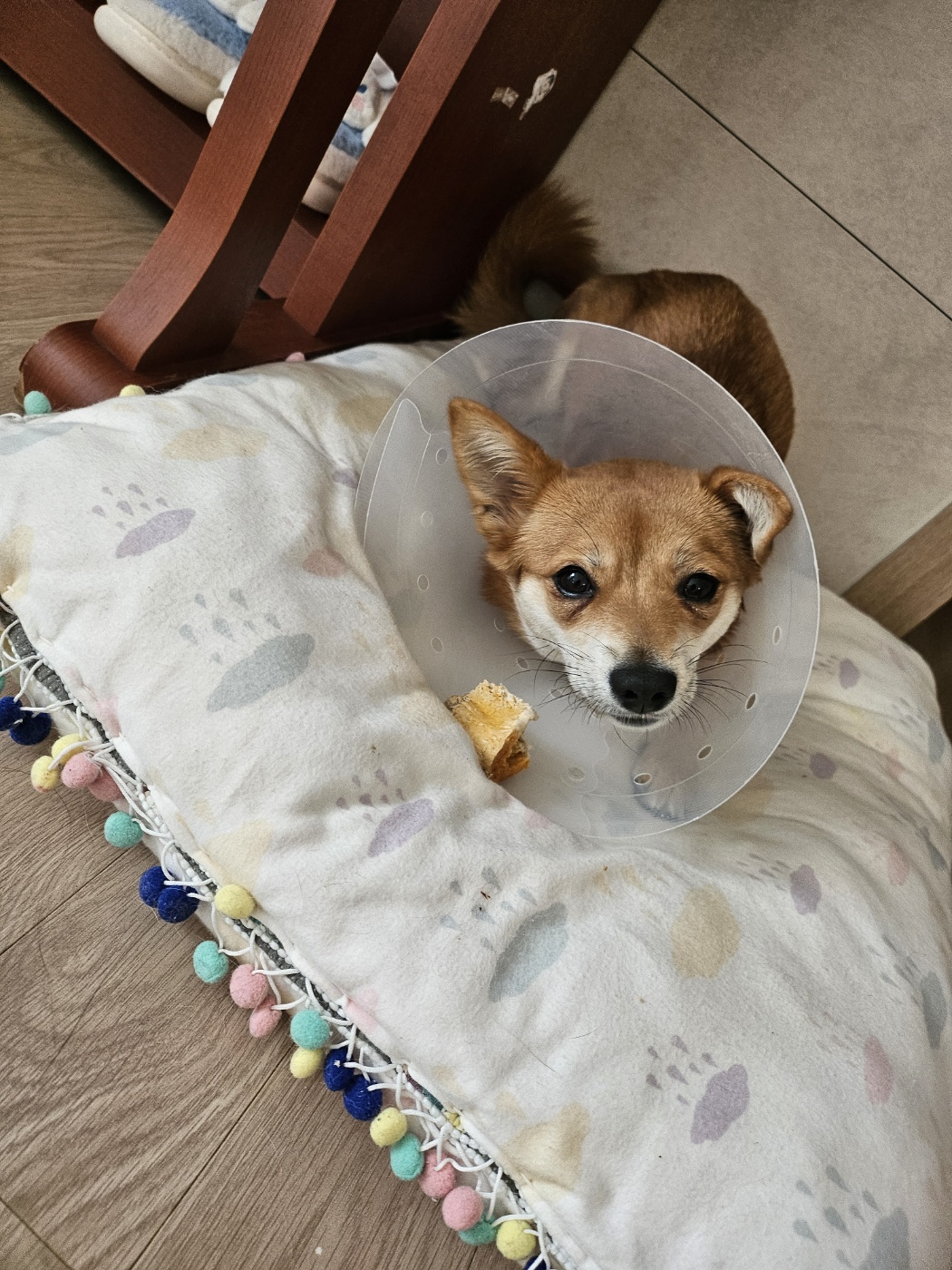 사탕이(수수)의 1년, 그리고 샛별이의 1주