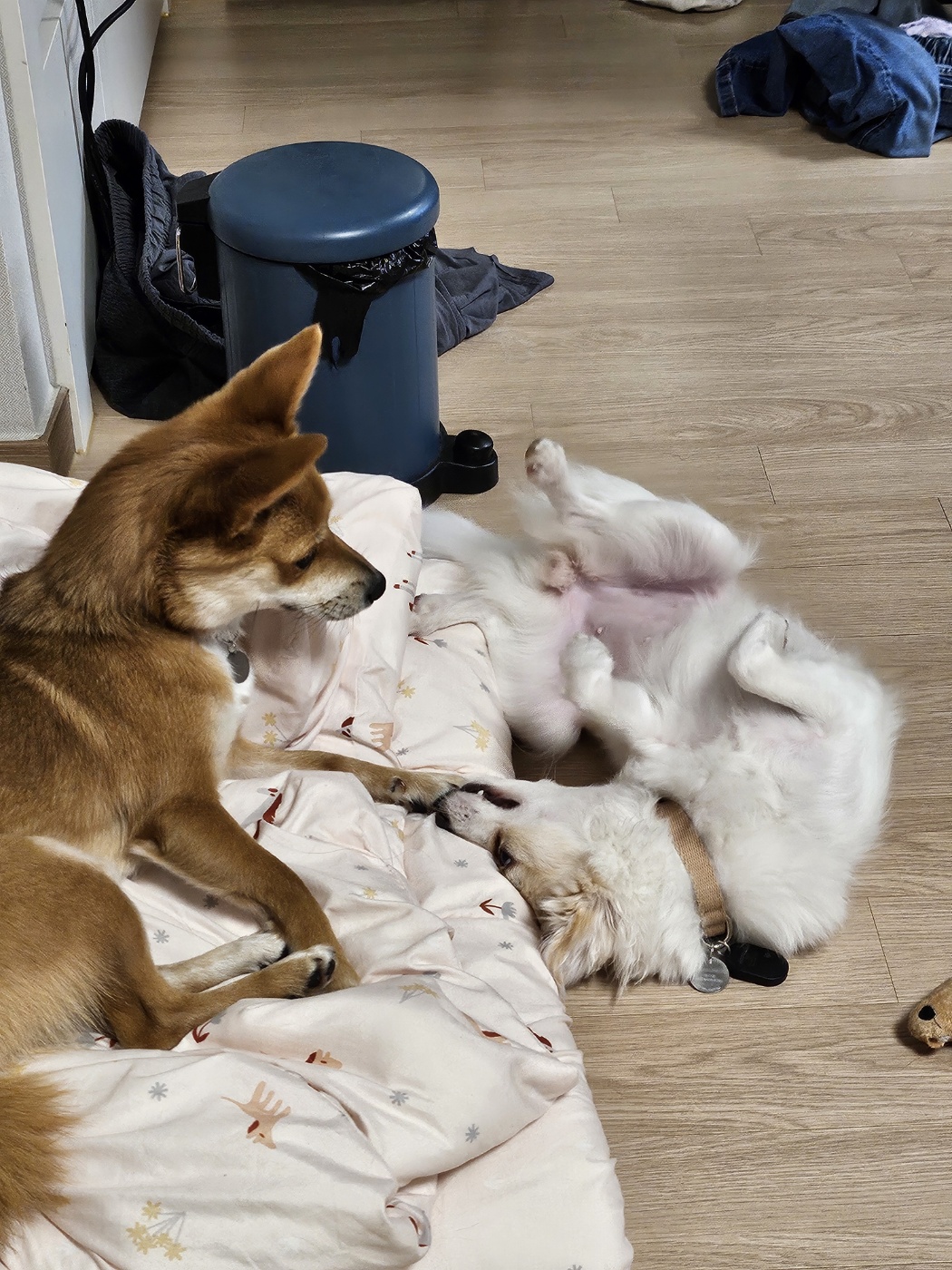 사탕이(수수)의 1년, 그리고 샛별이의 1주