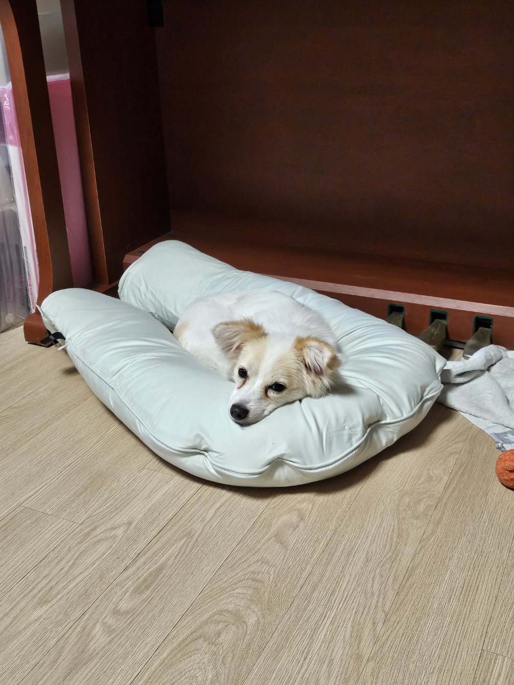 사탕이(수수)의 1년, 그리고 샛별이의 1주